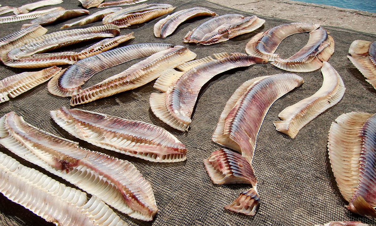 Giant manta gill plates in a market in Indonesia; Photo by Dr. Andrea Marshall