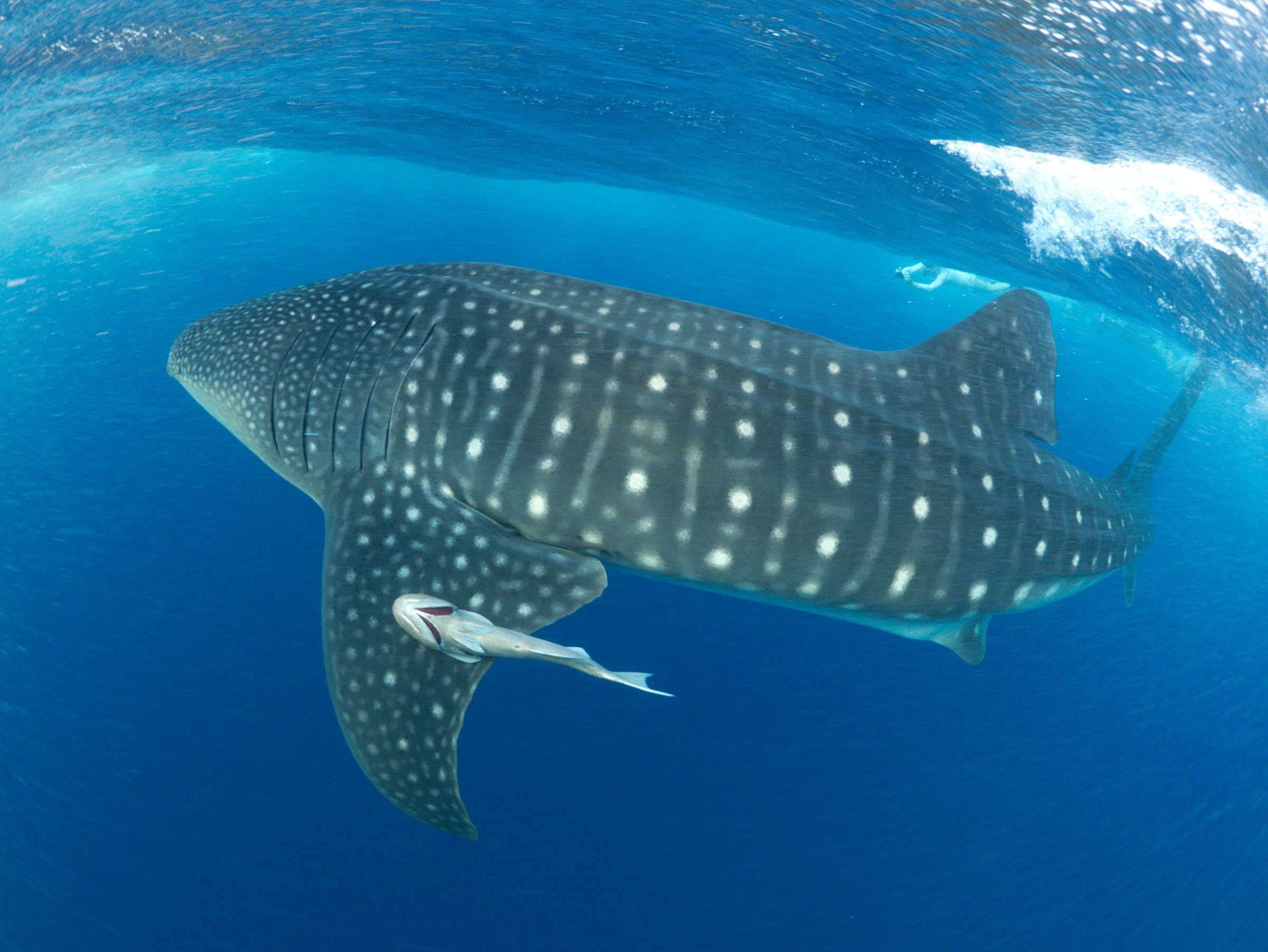 Utila, Honduras (completed)
