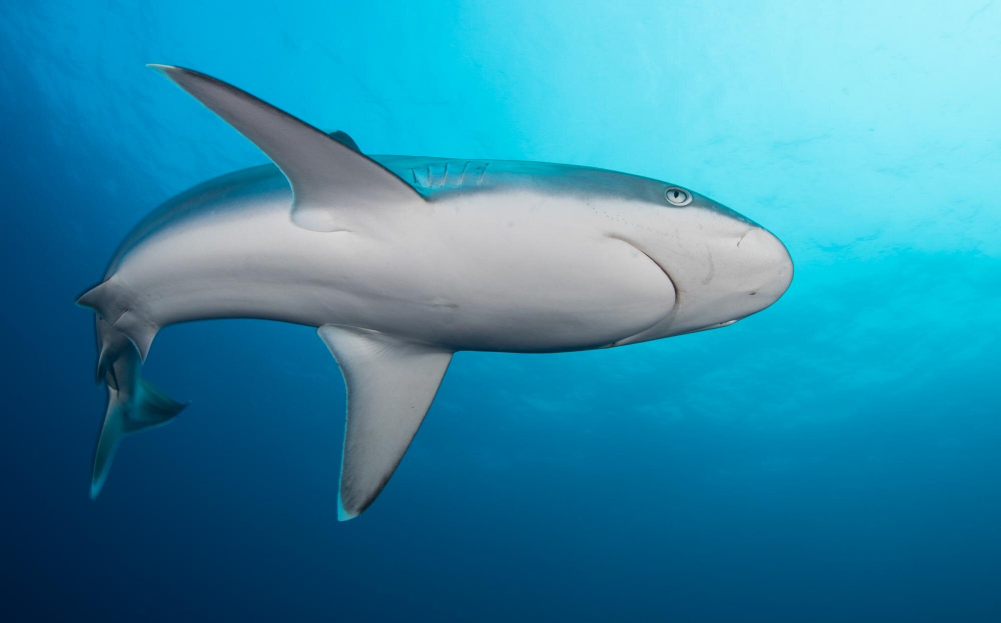 A silvertip shark seen from below in open blue water
