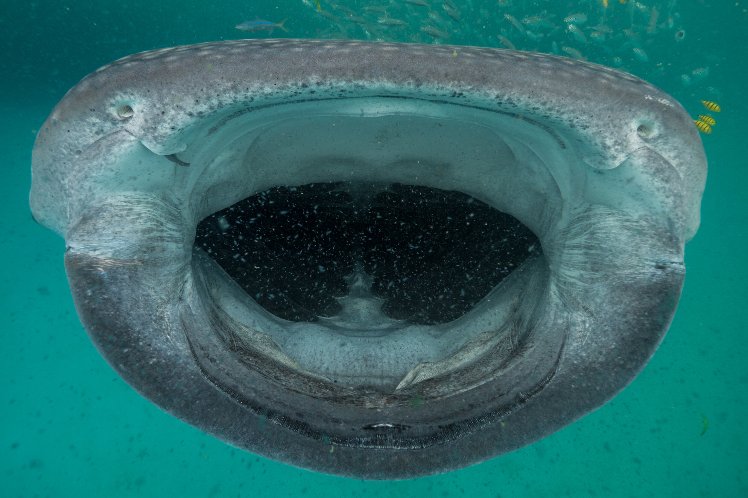 mouth_1570991.jpg