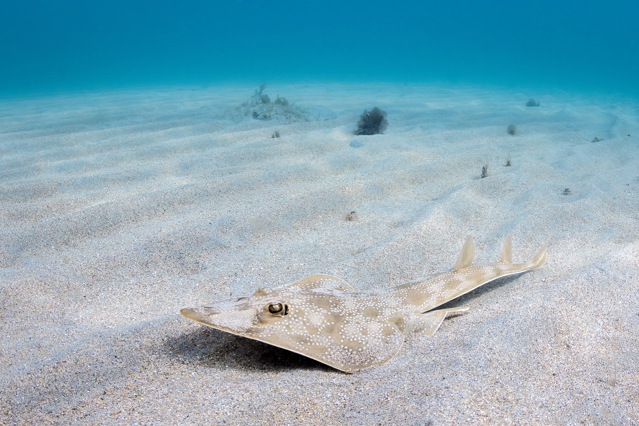 Atlantic guitarfish resting on sand