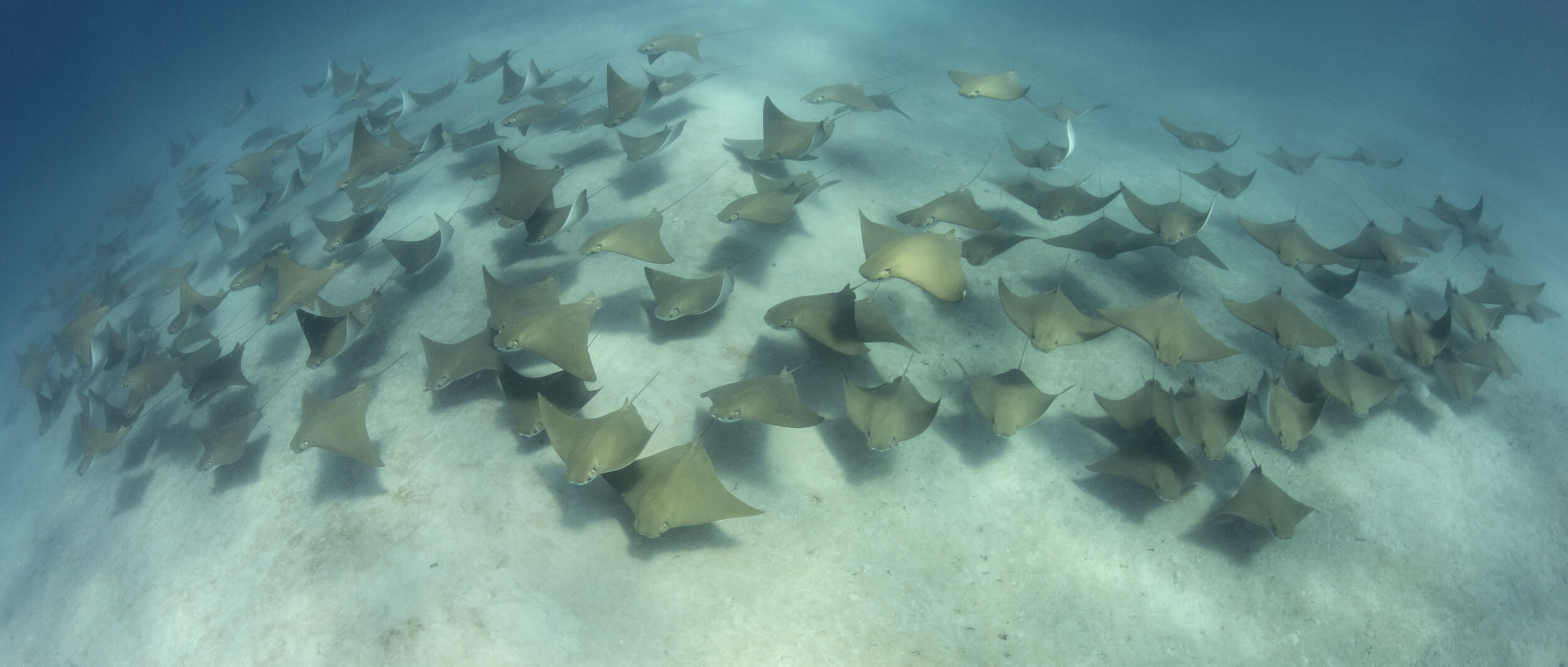 A large school of cownose rays swims low over the sand