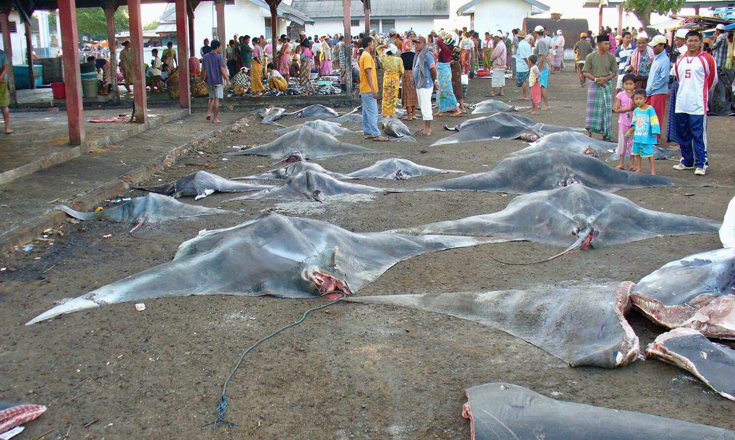 Giant mantas in a marketplace in Indonesia; Photo by Dr. Andrea Marshall