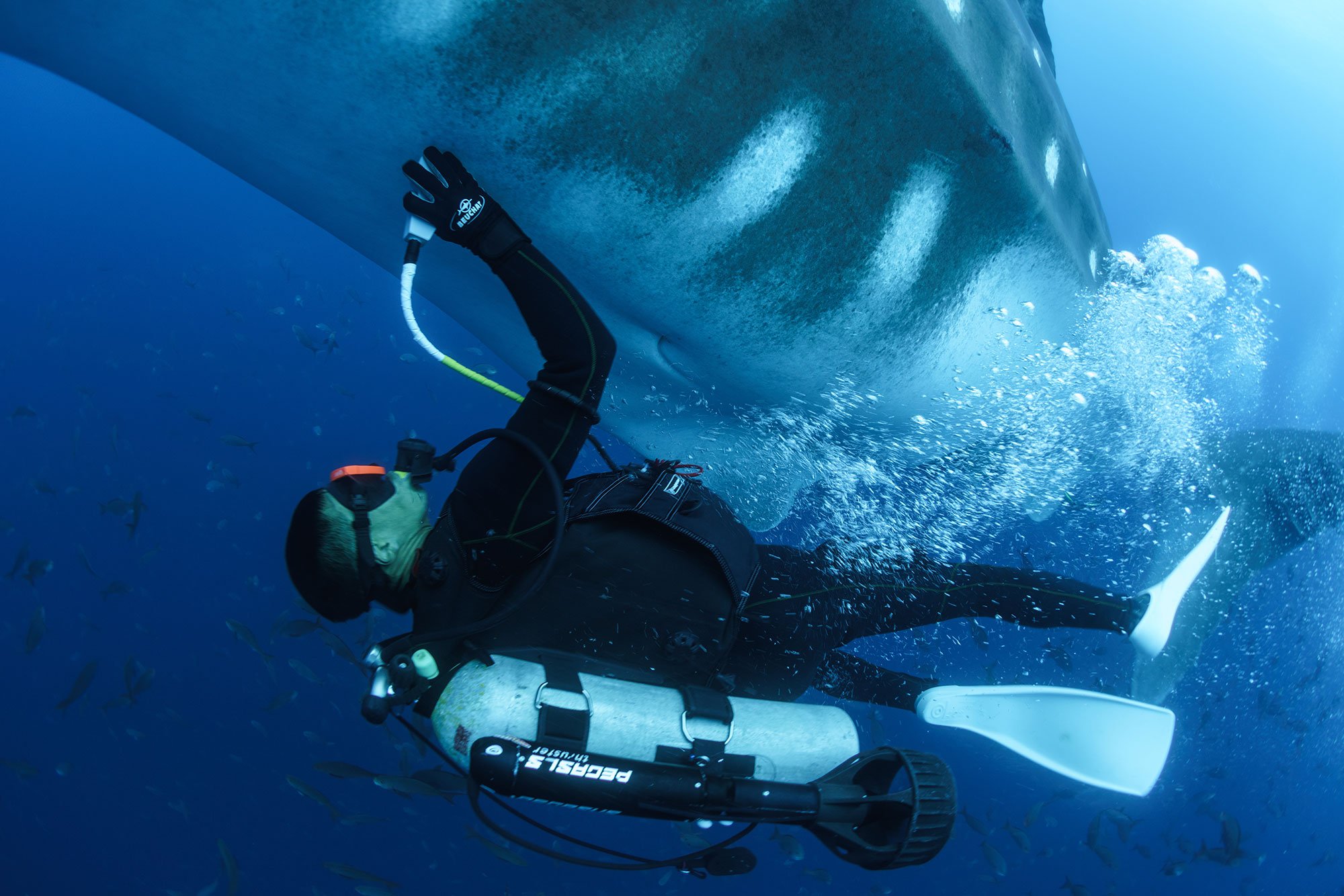 A diver on an underwater scooter works beneath the belly of a whale shark