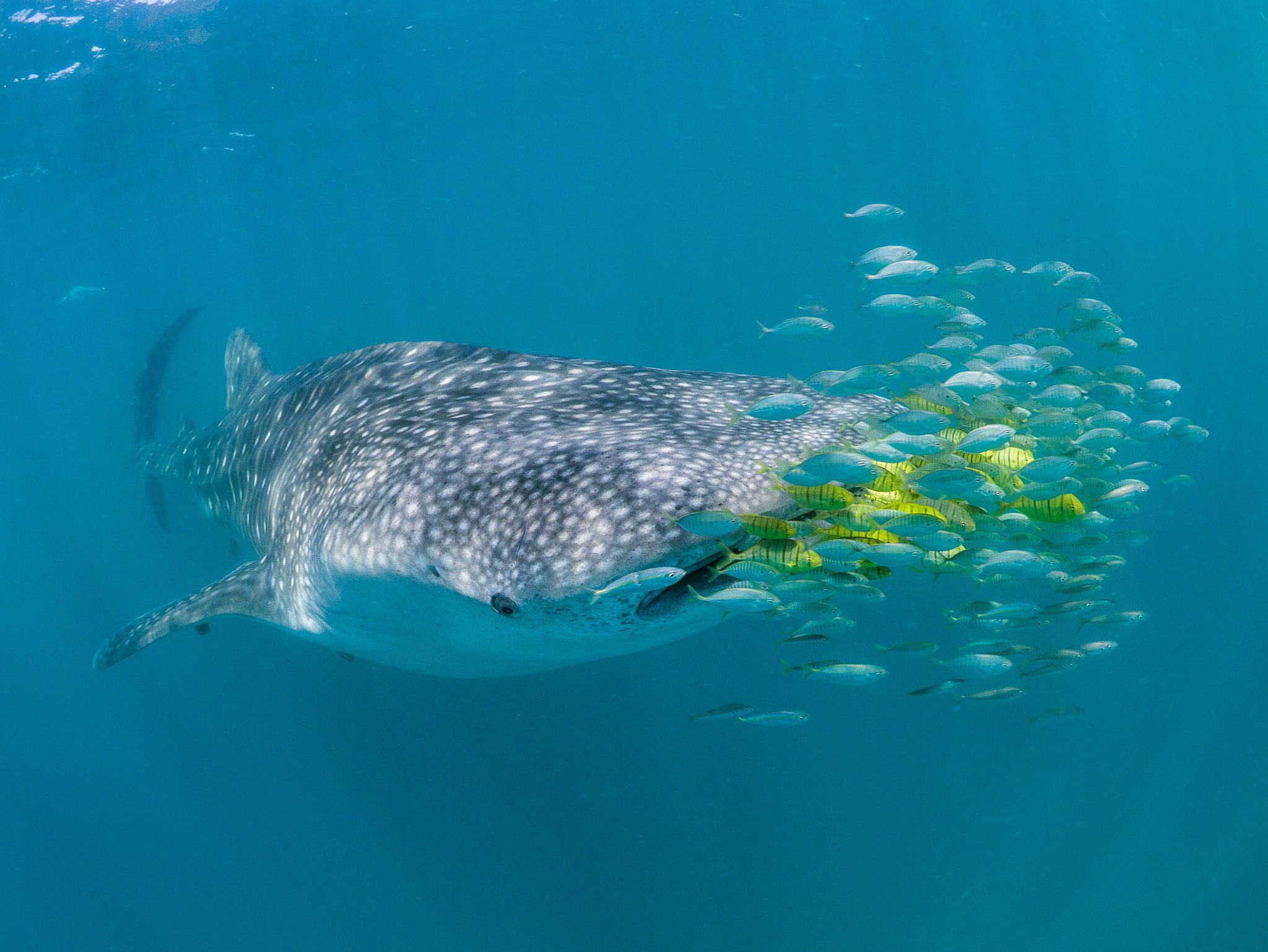 Whale shark with a school of small fishes at Mafia Island