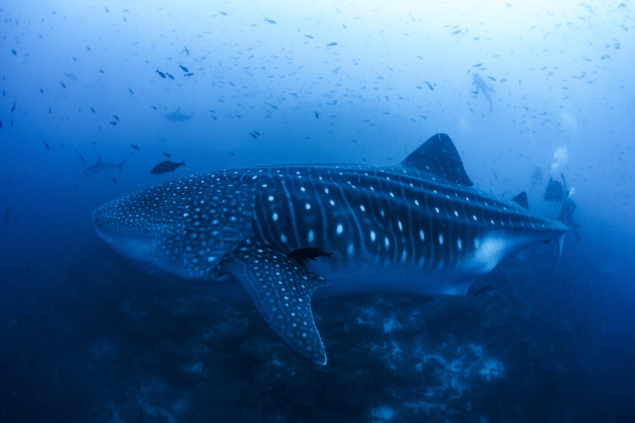A large whale shark swims over the reef with divers behind it