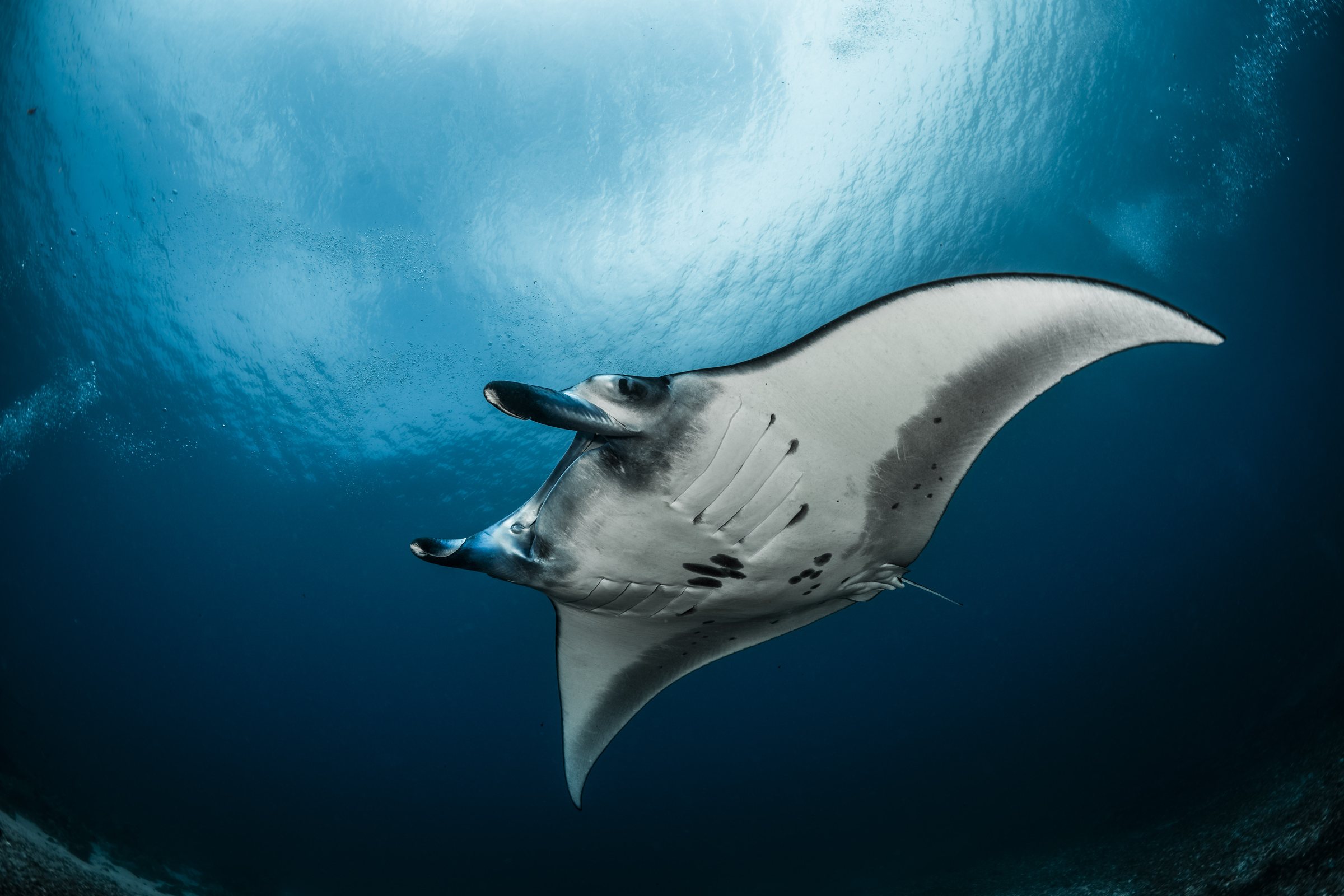 Mayotte Manta Rays (completed)