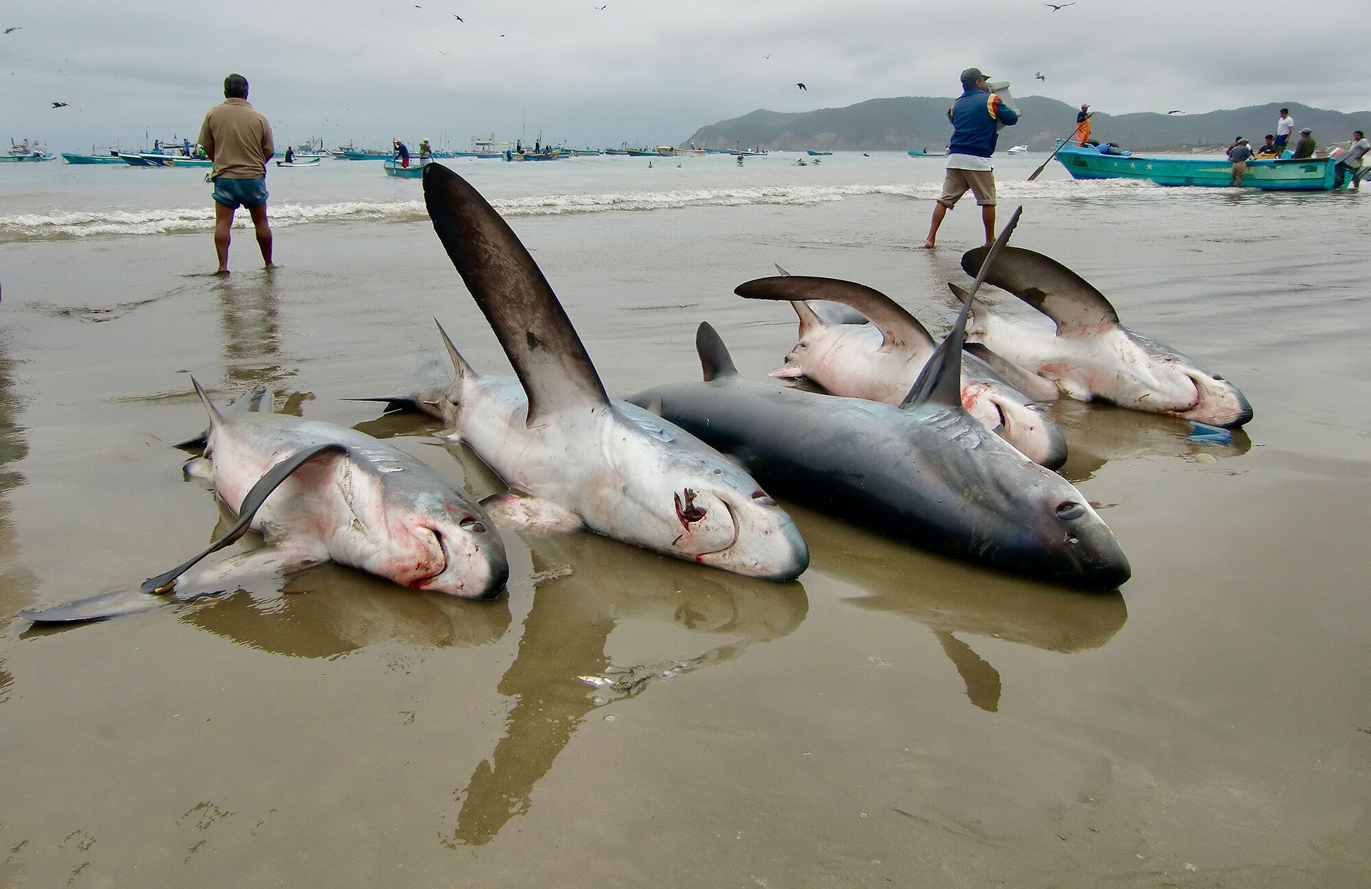 Thresher sharks landed by a fishery