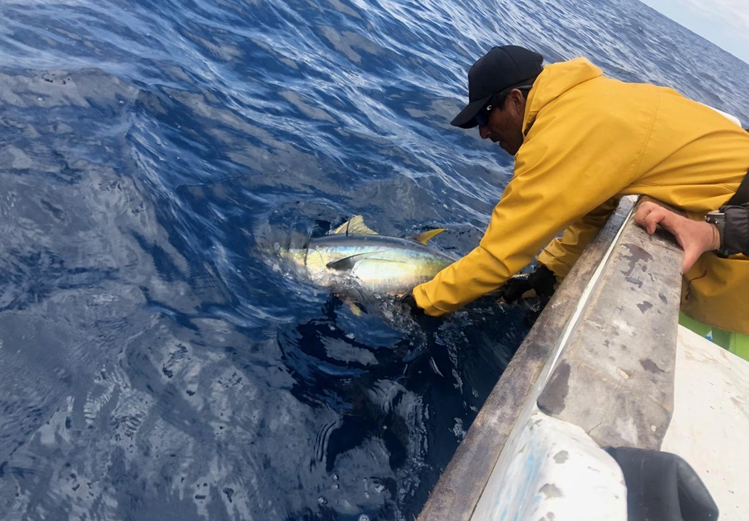 Researchers release a yellowfin tuna after tagging it in the Galápagos