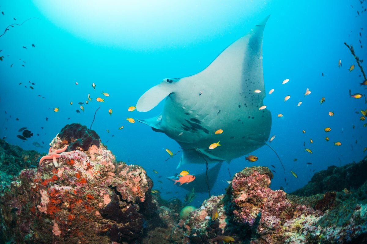 ‘Cleaning stations’ proved to be an important habitat for the tagged mantas – 95% of detections were recorded at cleaning station reefs. Image credit: Daan van Duinkerken