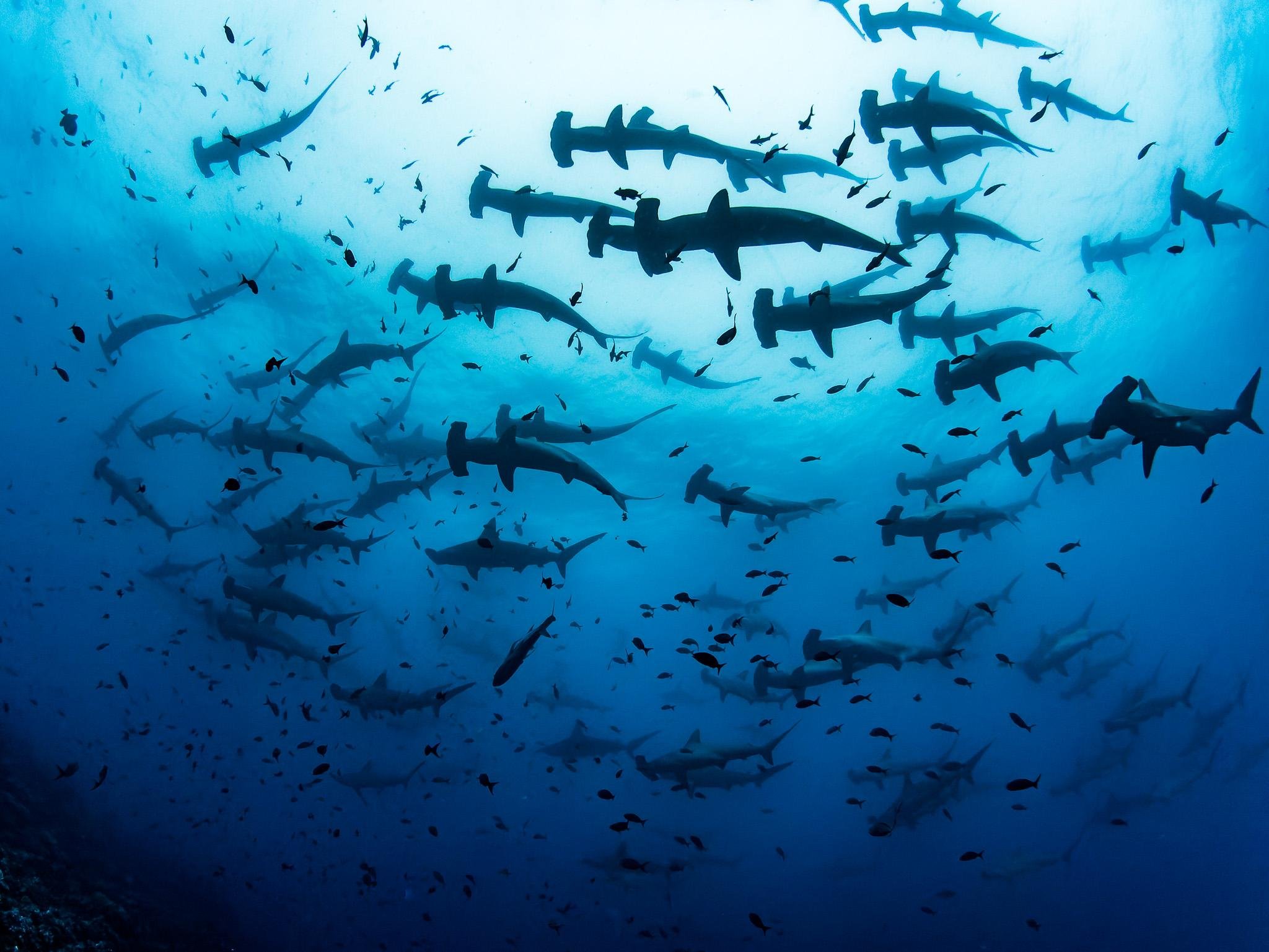 A huge school of scalloped hammerhead sharks at Darwin Arch, Galapagos