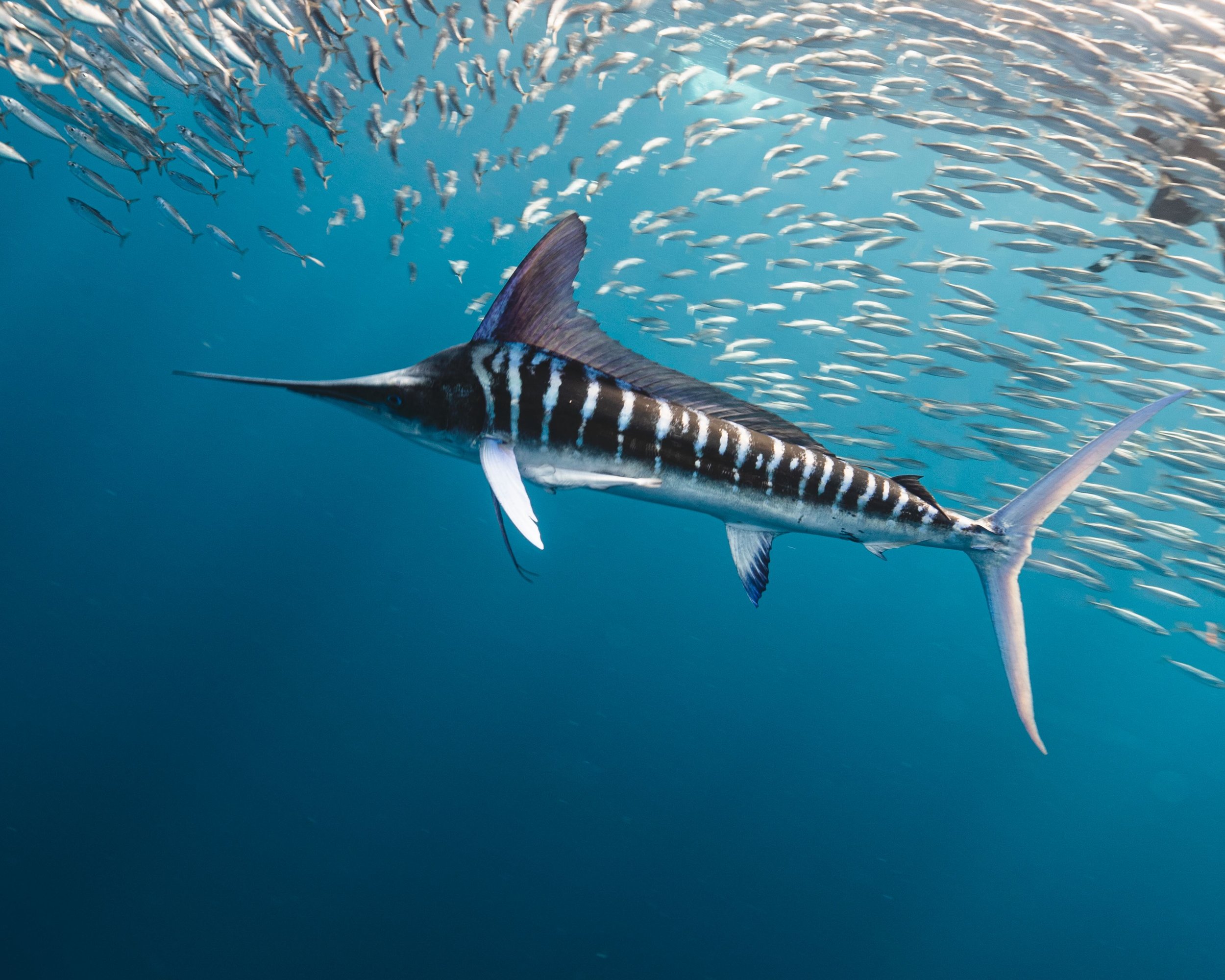 Marlin, Kenya (completed)