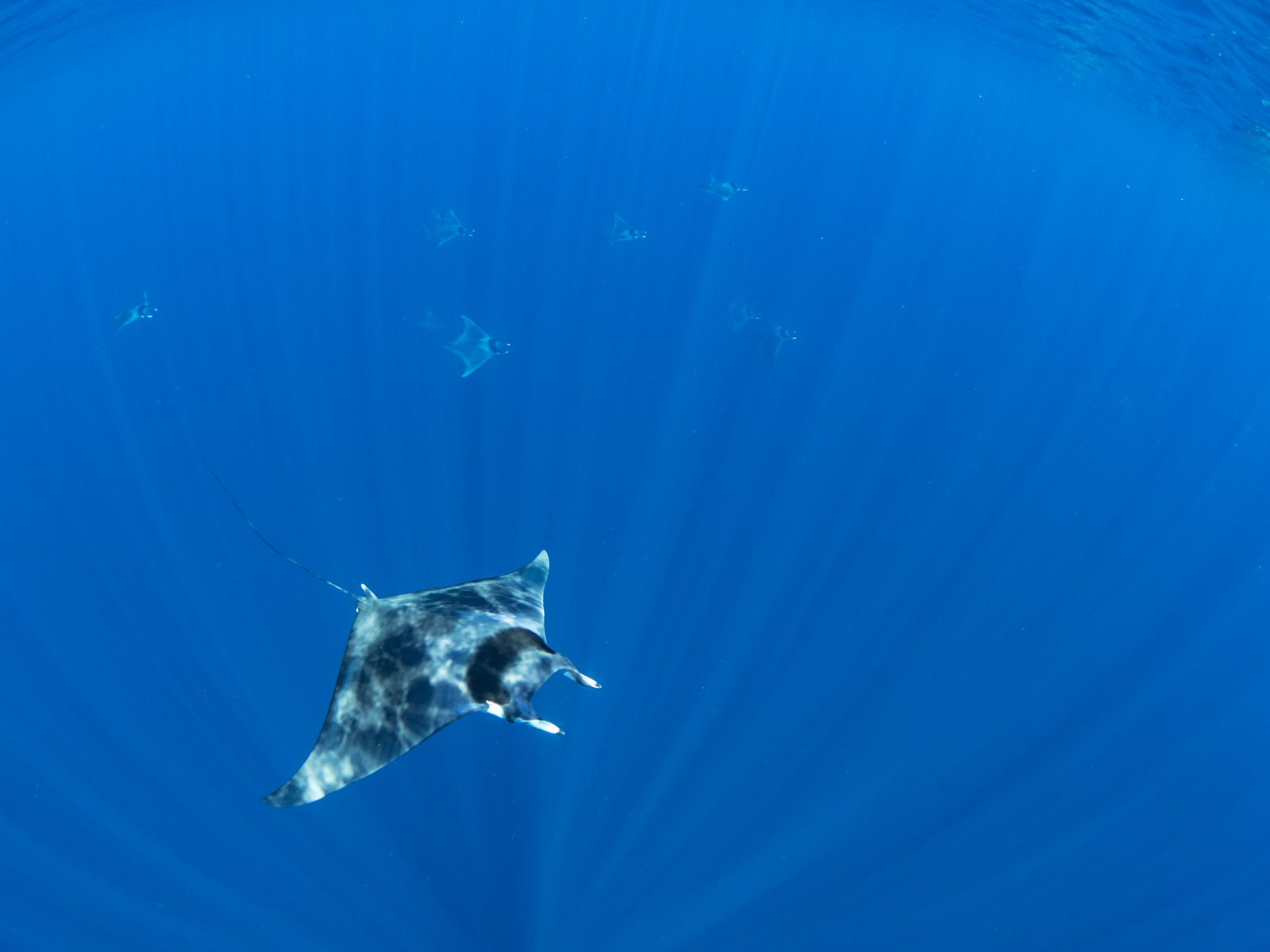 Spinetail devil rays off Nosy Be, Madagascar