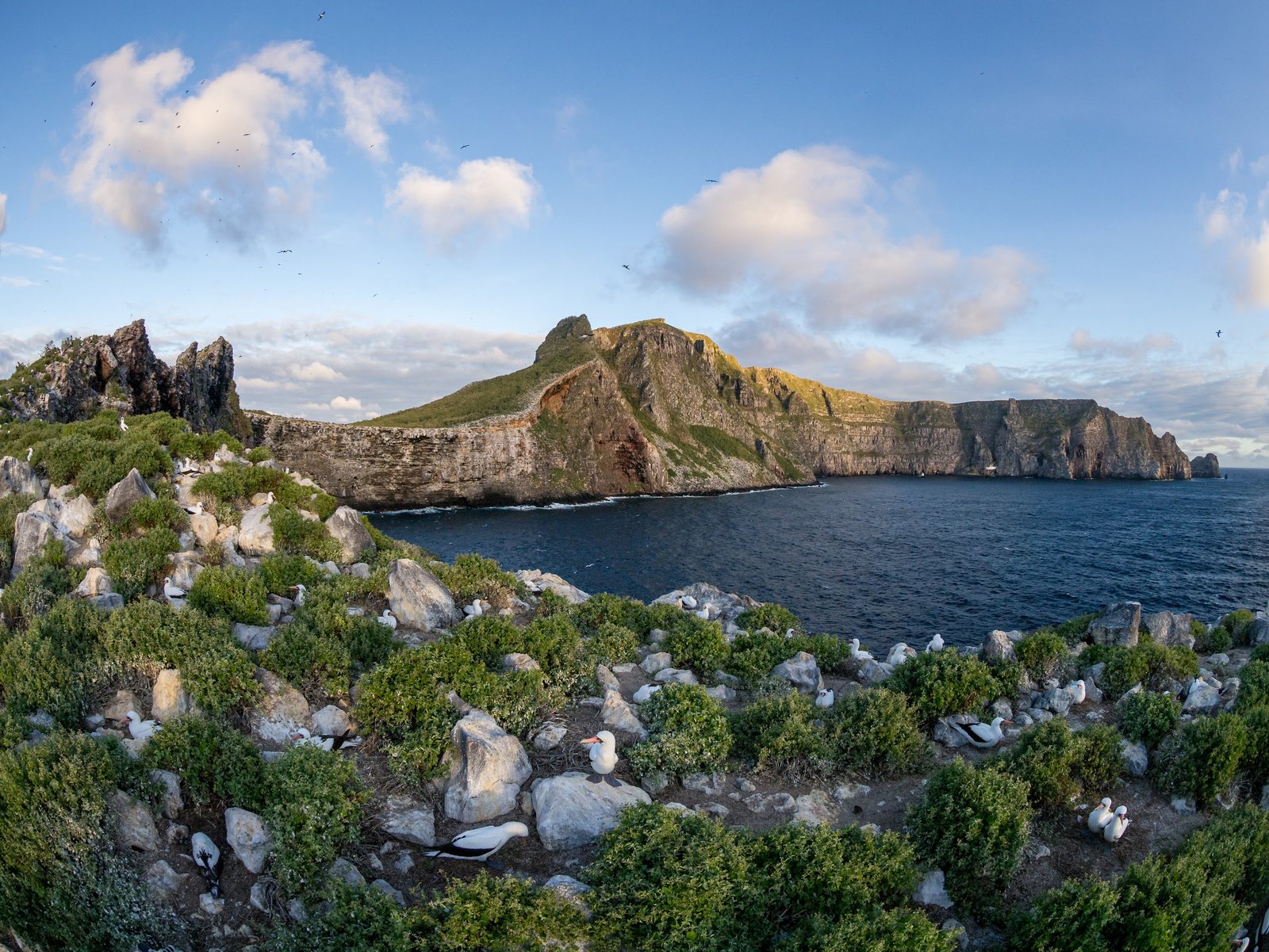 Nesting seabirds on the clifftop of Wolf Island, in the northern Galapagos