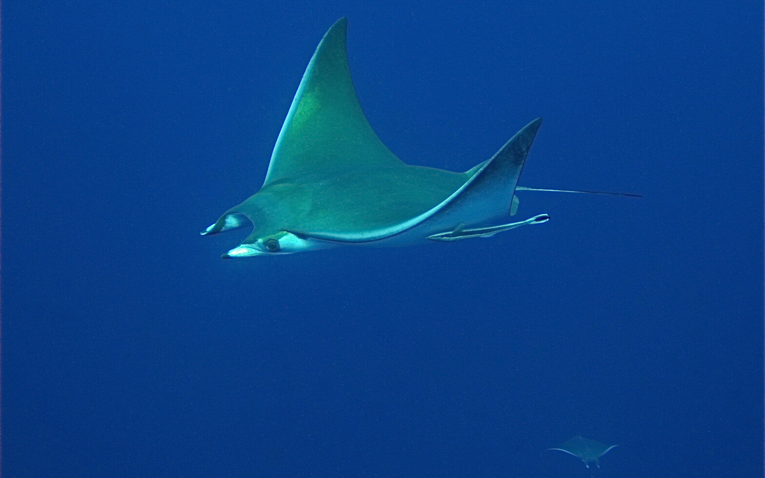A devil ray with scars, accompanied by remoras