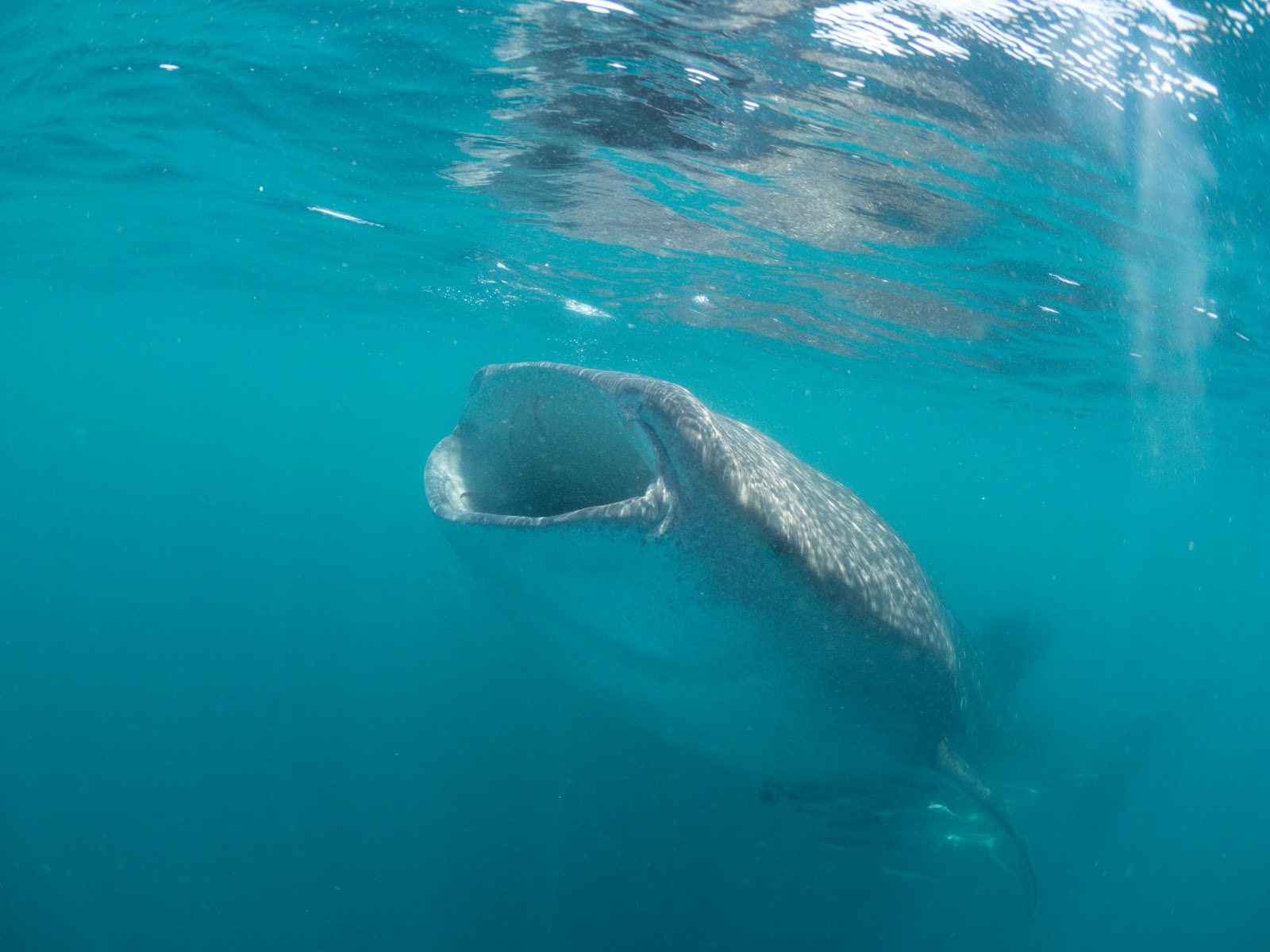 A whale shark feeds with its mouth open just below the surface off Qatar