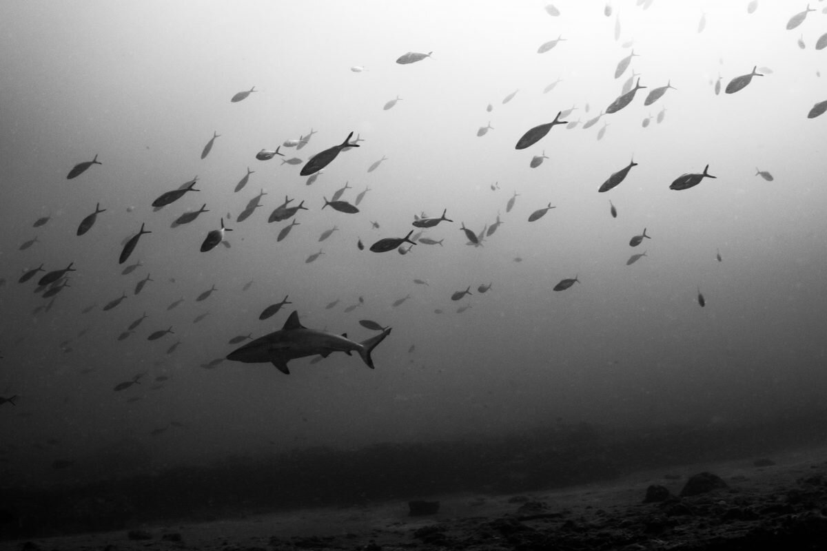 Mozambique grey reef shark silhouette | Image credit: Anna Flam