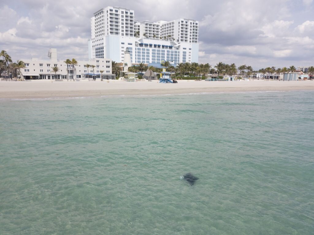 The urban mantas of Florida face many threats: intense boat traffic, recreational fishing, raw sewage, and toxic algal blooms to name a few. (c) Jessica Pate