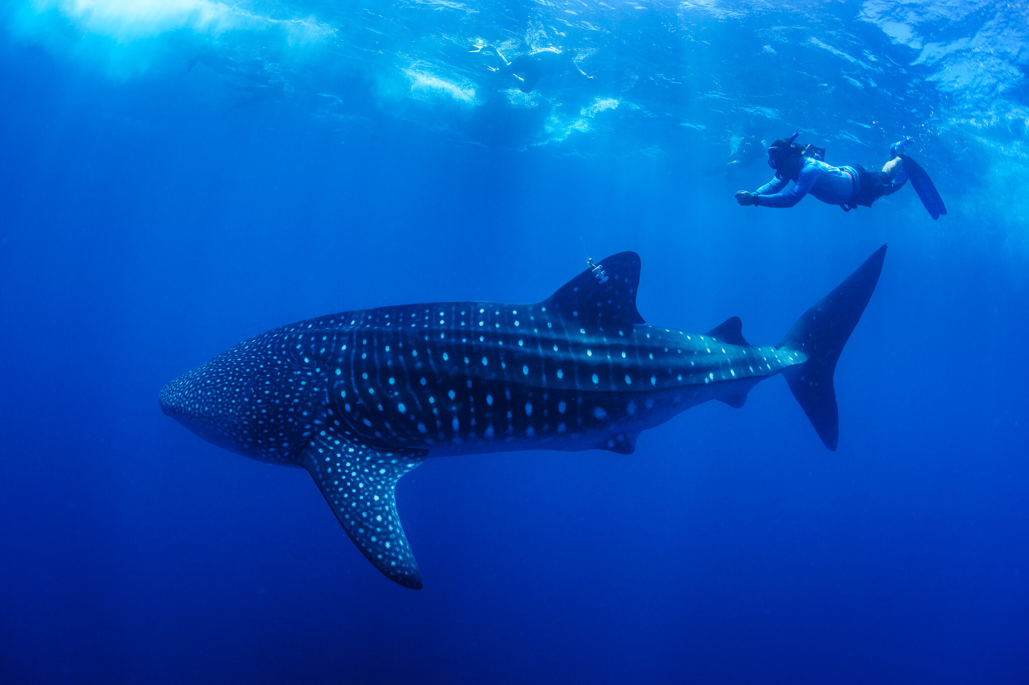 A snorkeler swims above a whale shark in deep blue water