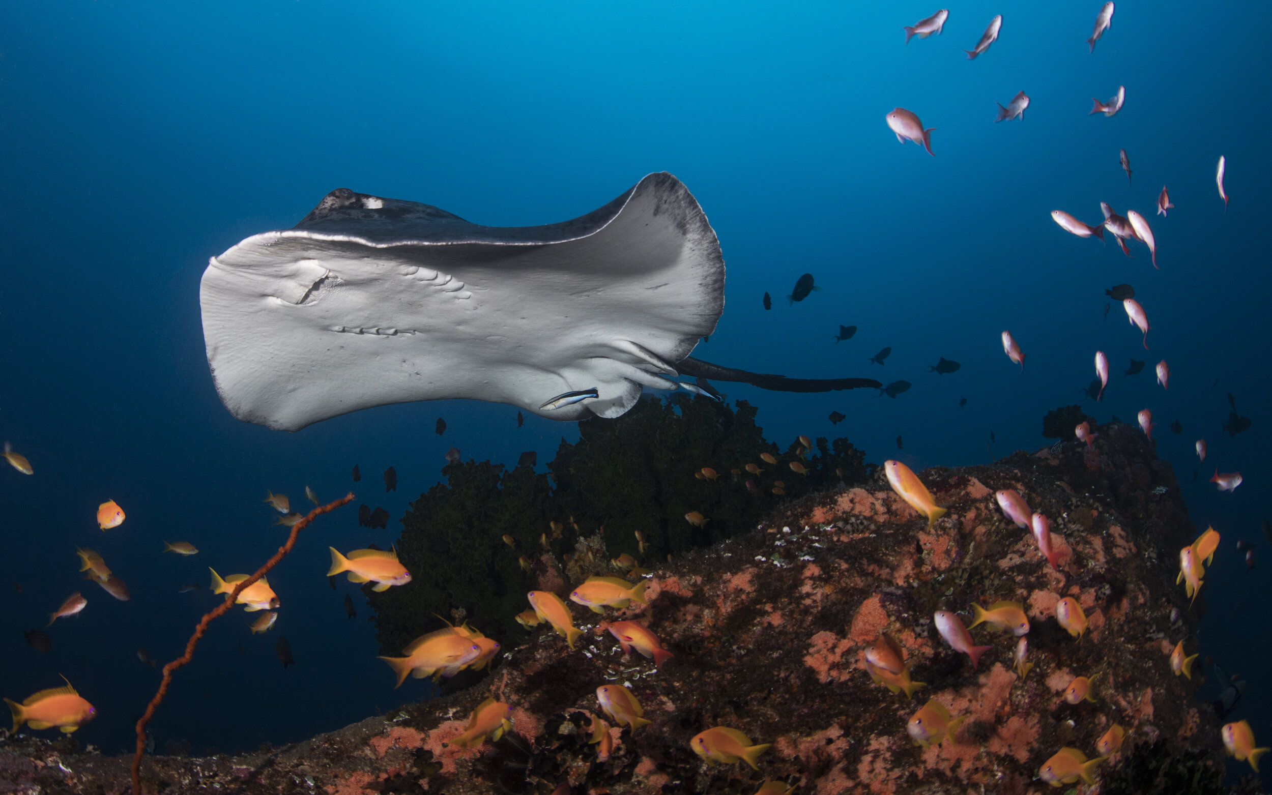 A blotched fantail ray swims above a reef surrounded by small orange and pink reef fish