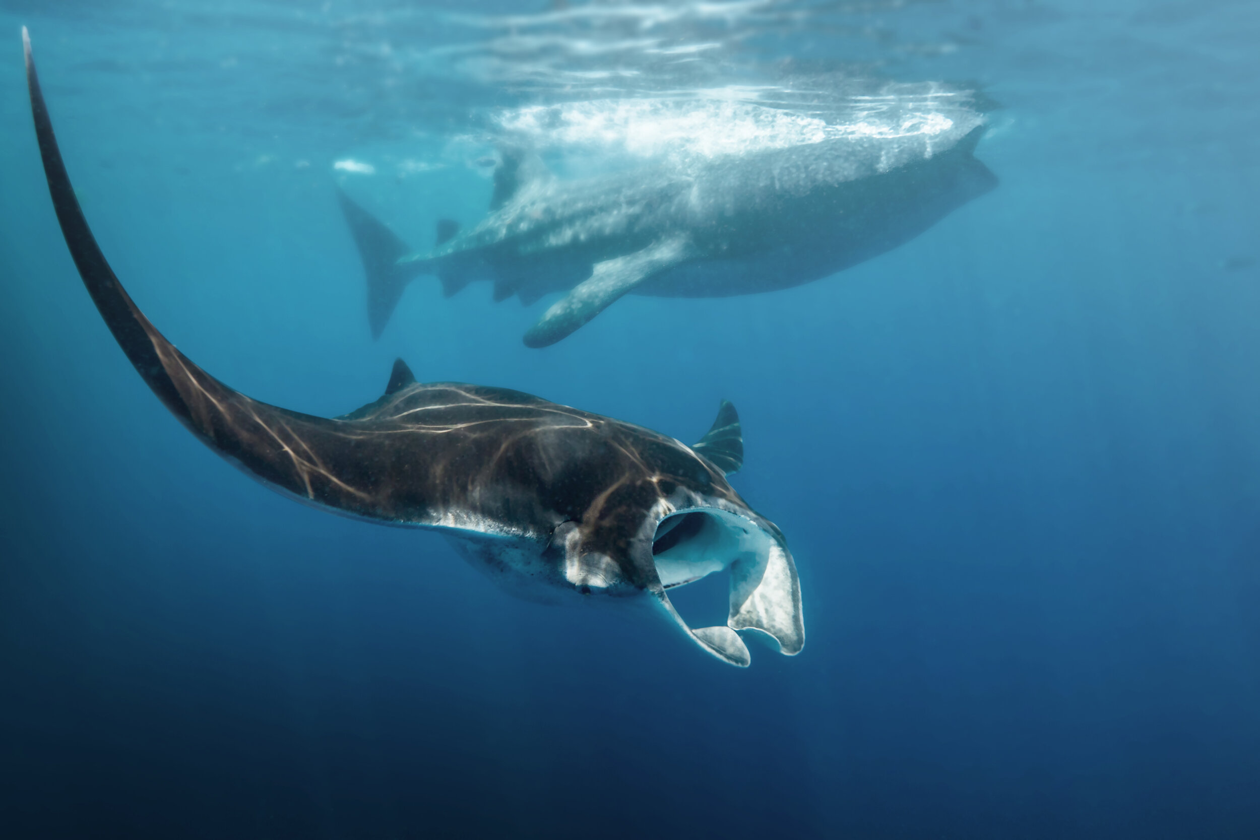 Manta-whale-sharks.jpg