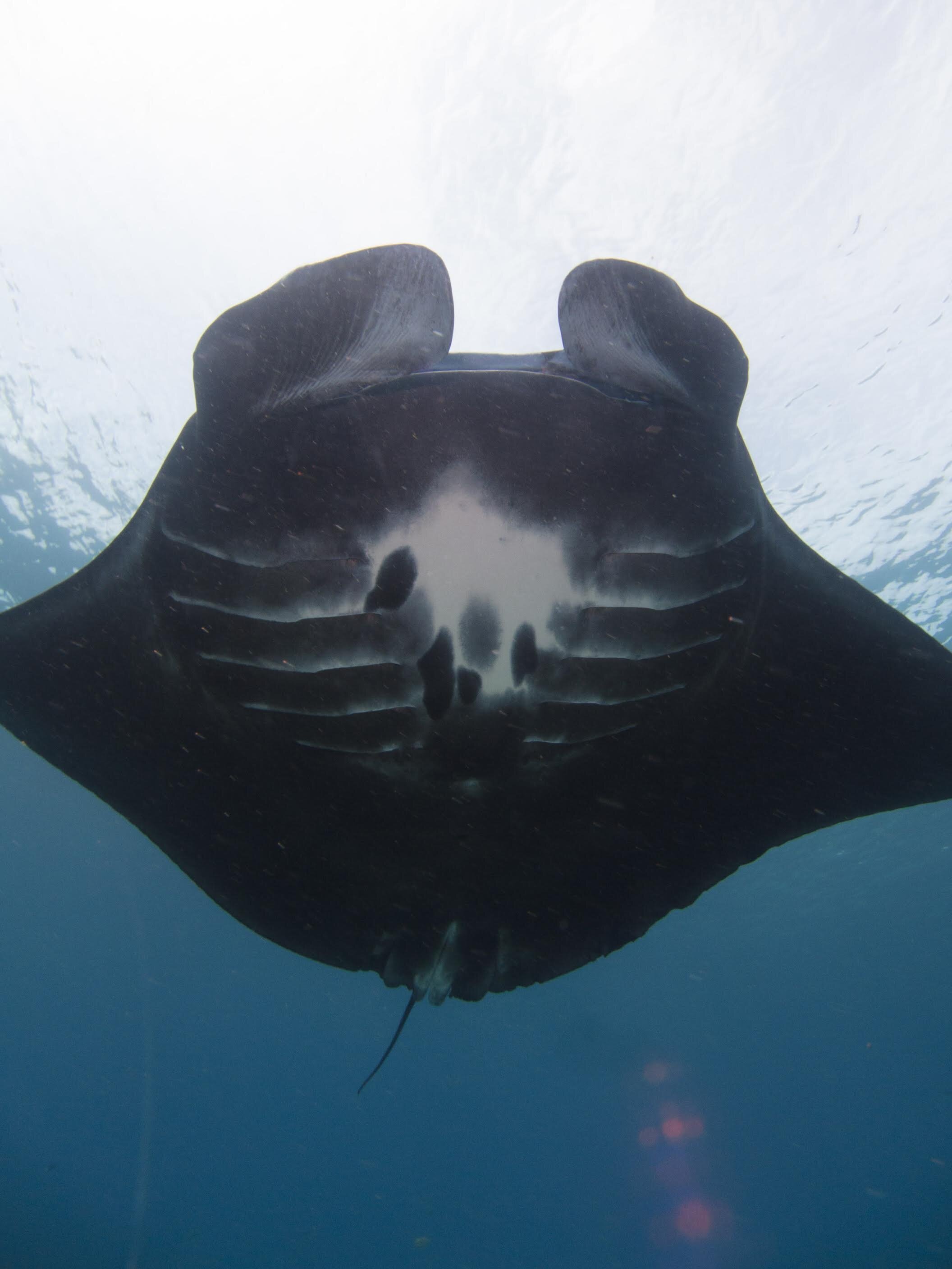 One of the melanistic manta rays in our newest database in Sengalaki, East Borneo