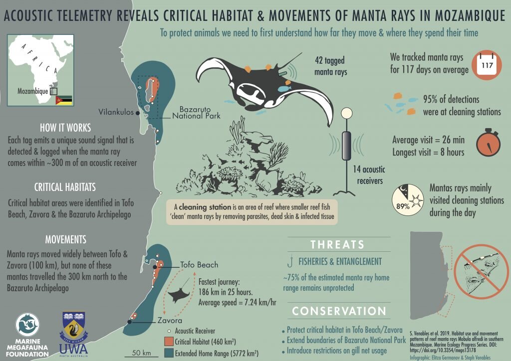 Acoustic telemetry reveals critical habitat and movements of manta rays in Mozambique. Infographic: Elitza Germanov and Steph Venables