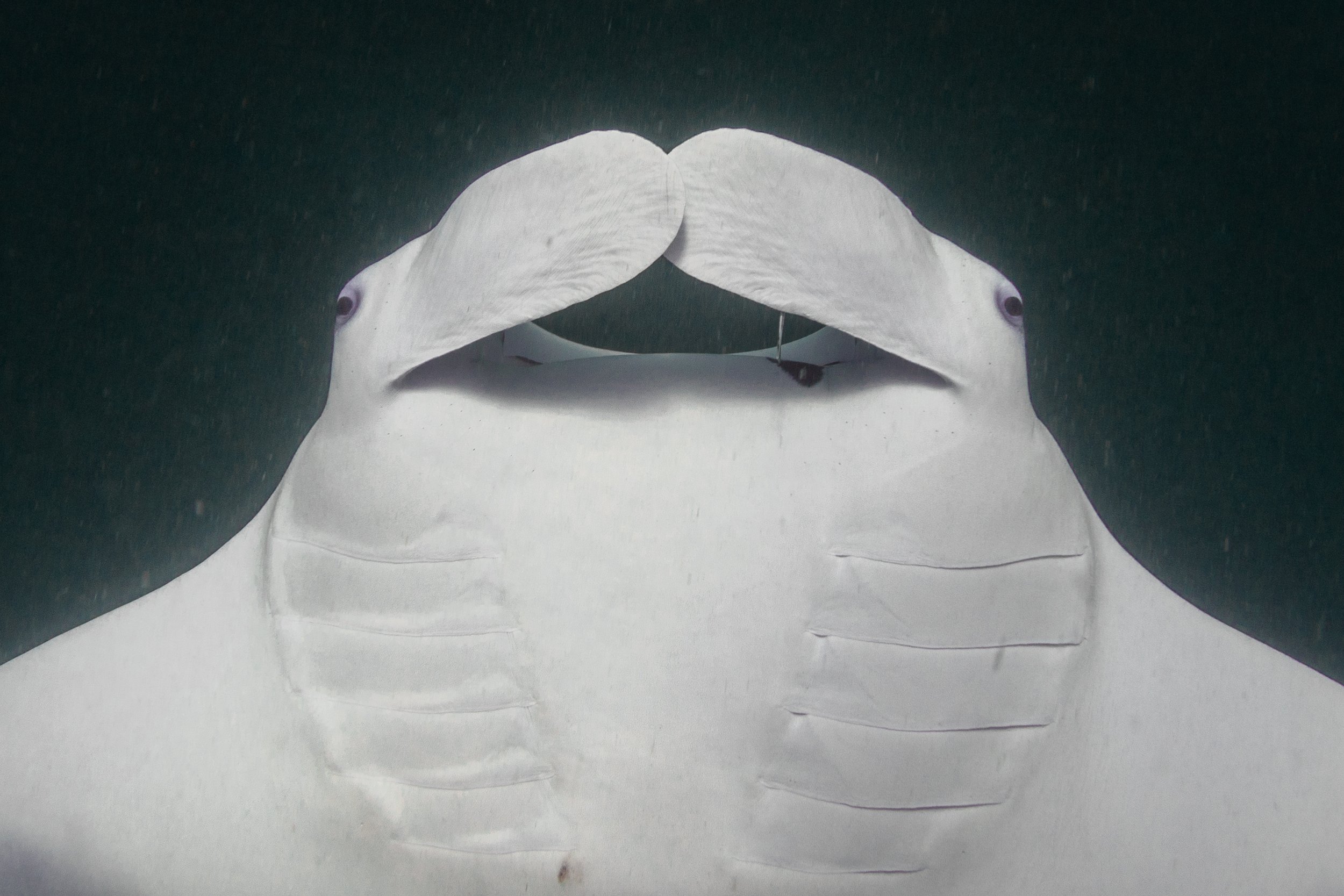Casper the manta ray