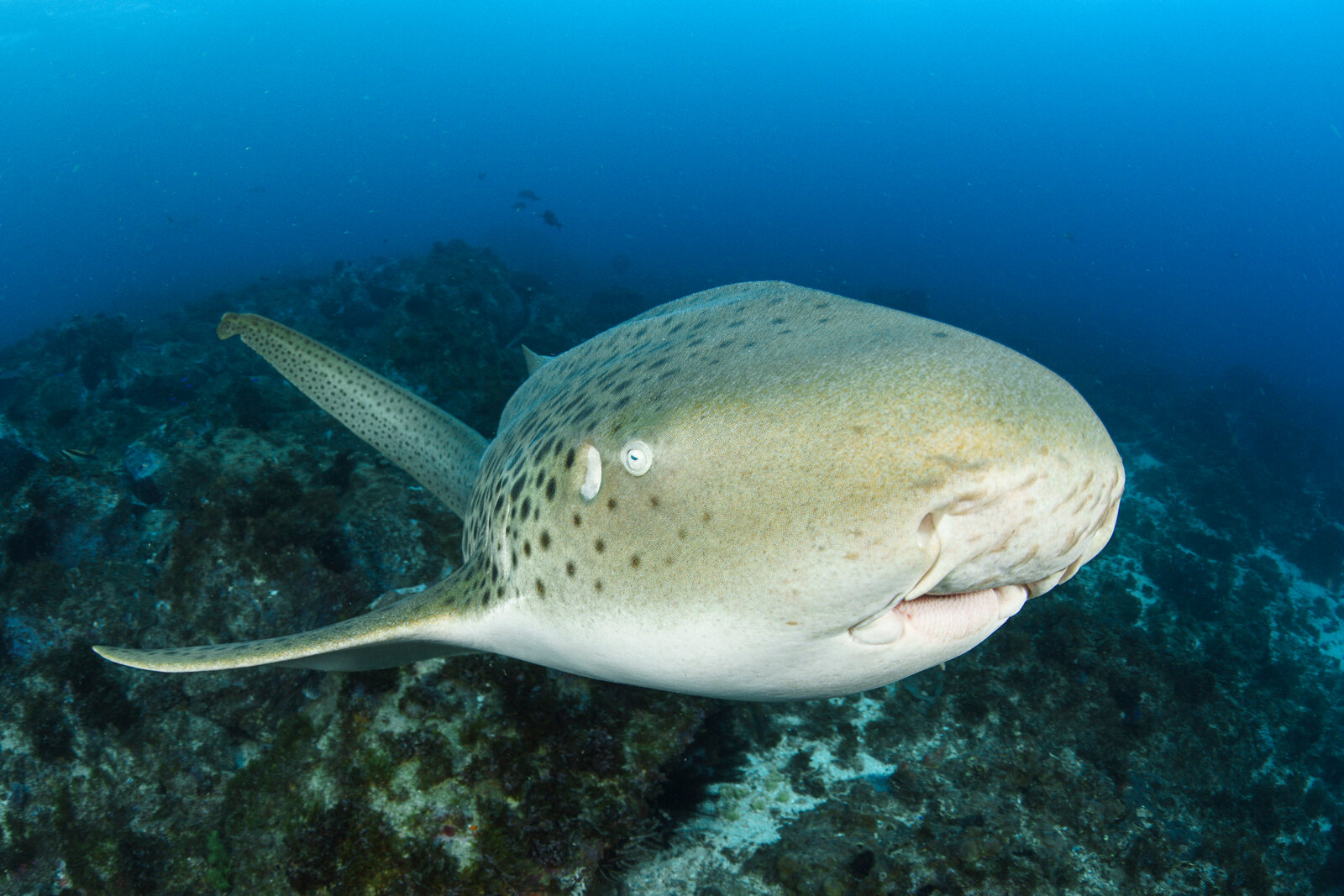 A leopard shark swims above the reef at Julian Rocks