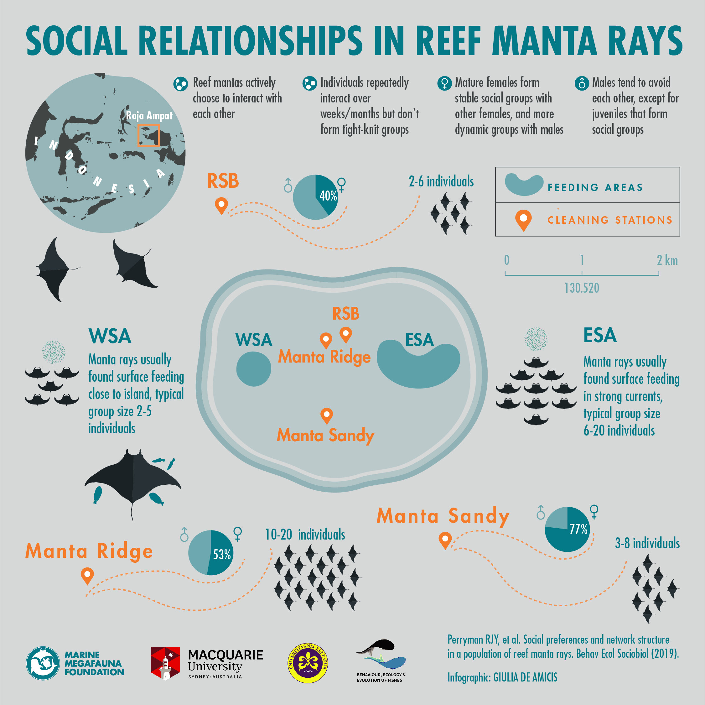 Infographic: social relationships in reef manta rays at Raja Ampat, Indonesia, showing feeding areas, cleaning stations, group sizes, and the share of females at each site