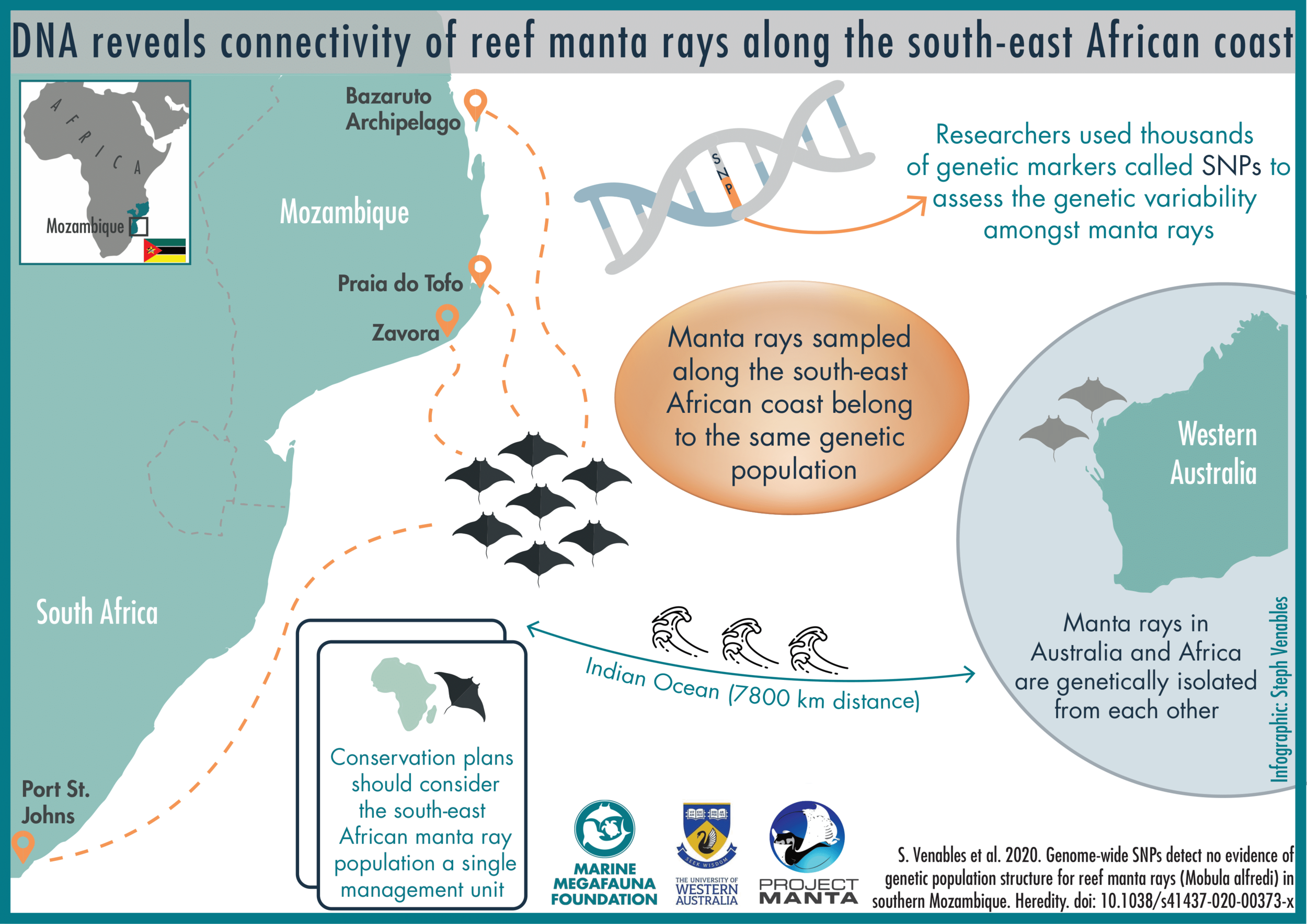 Infograph showing the interconnectivity of mantas in Southeastern Africa, described in this new DNA research