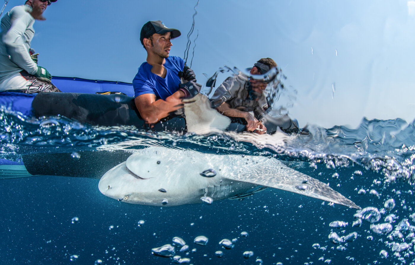 A tagged bull shark at the surface beside the research boat, seen from underwater