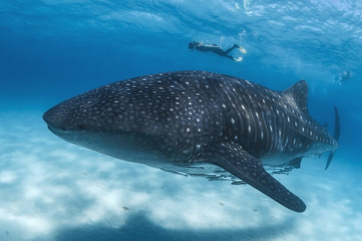 New study shows that whale sharks in Tanzania prefer to stay in the bay they call home – despite being regarded by scientists as a ‘highly migratory’ species. Image: Simon J Pierce | naturetripper.com