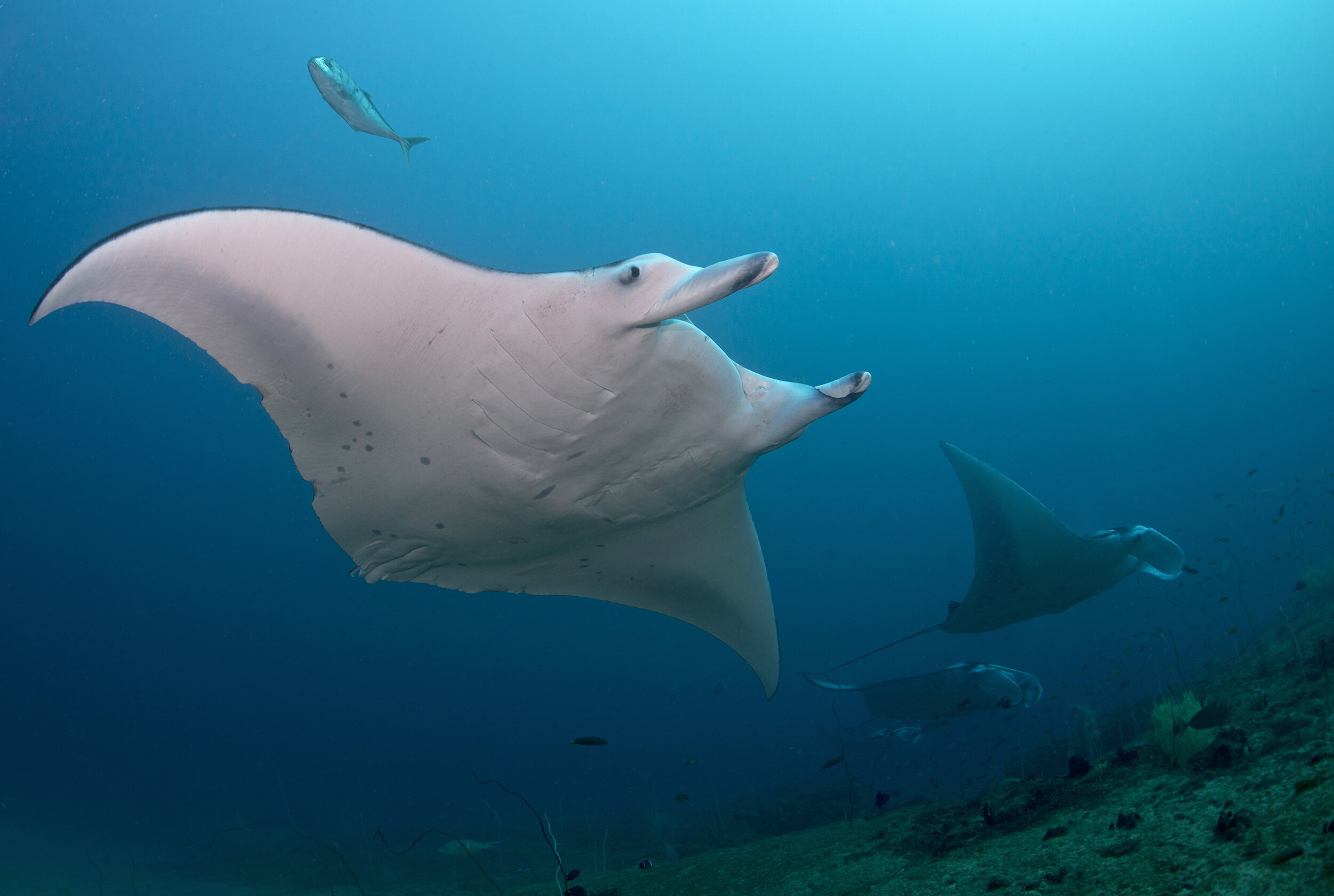 A group of manta rays traveling along the Mozambican coastline. (c) Dr. Andrea Marshall, co-author of the study