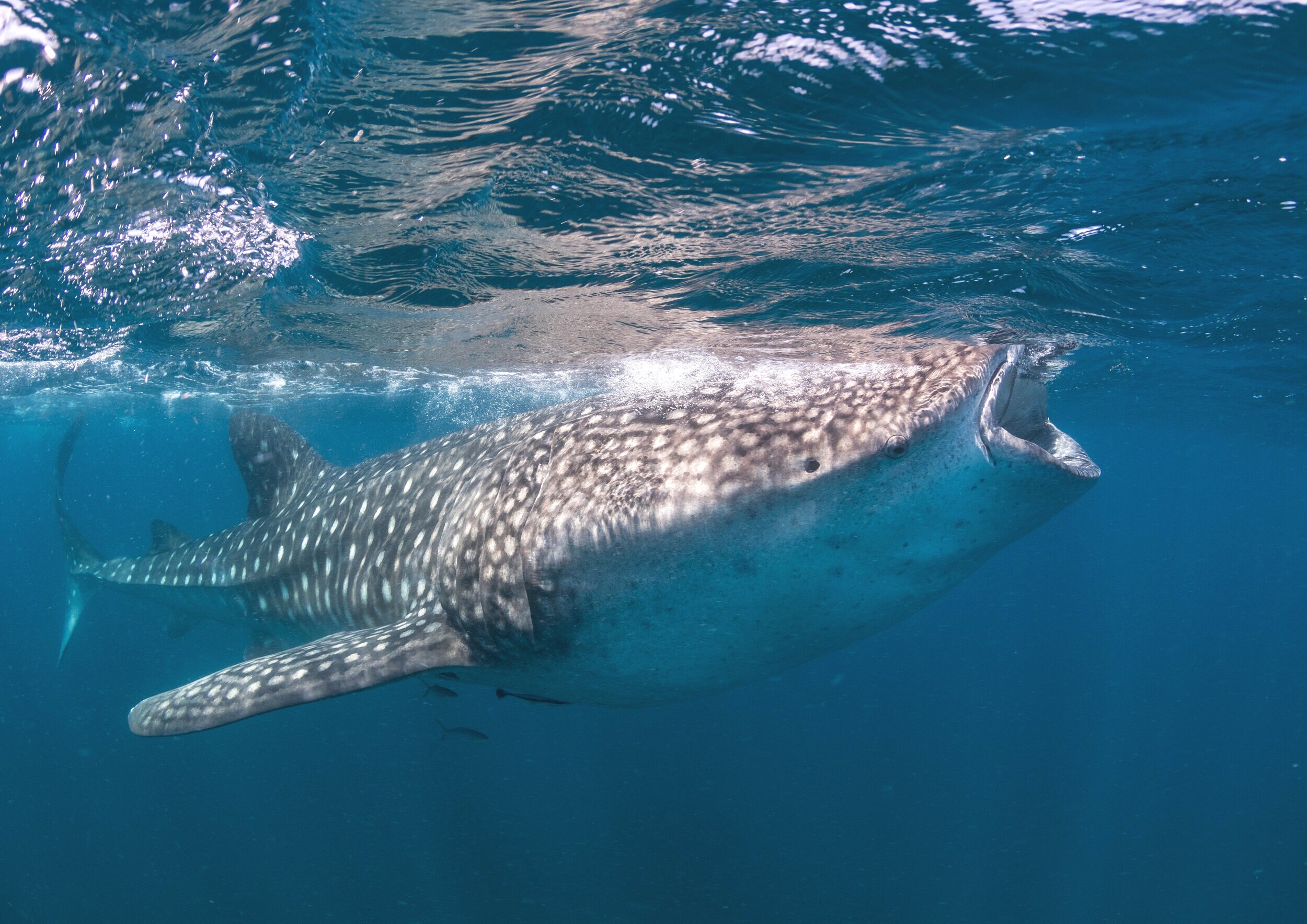 A whale shark feeding at the surface off southern Mozambique