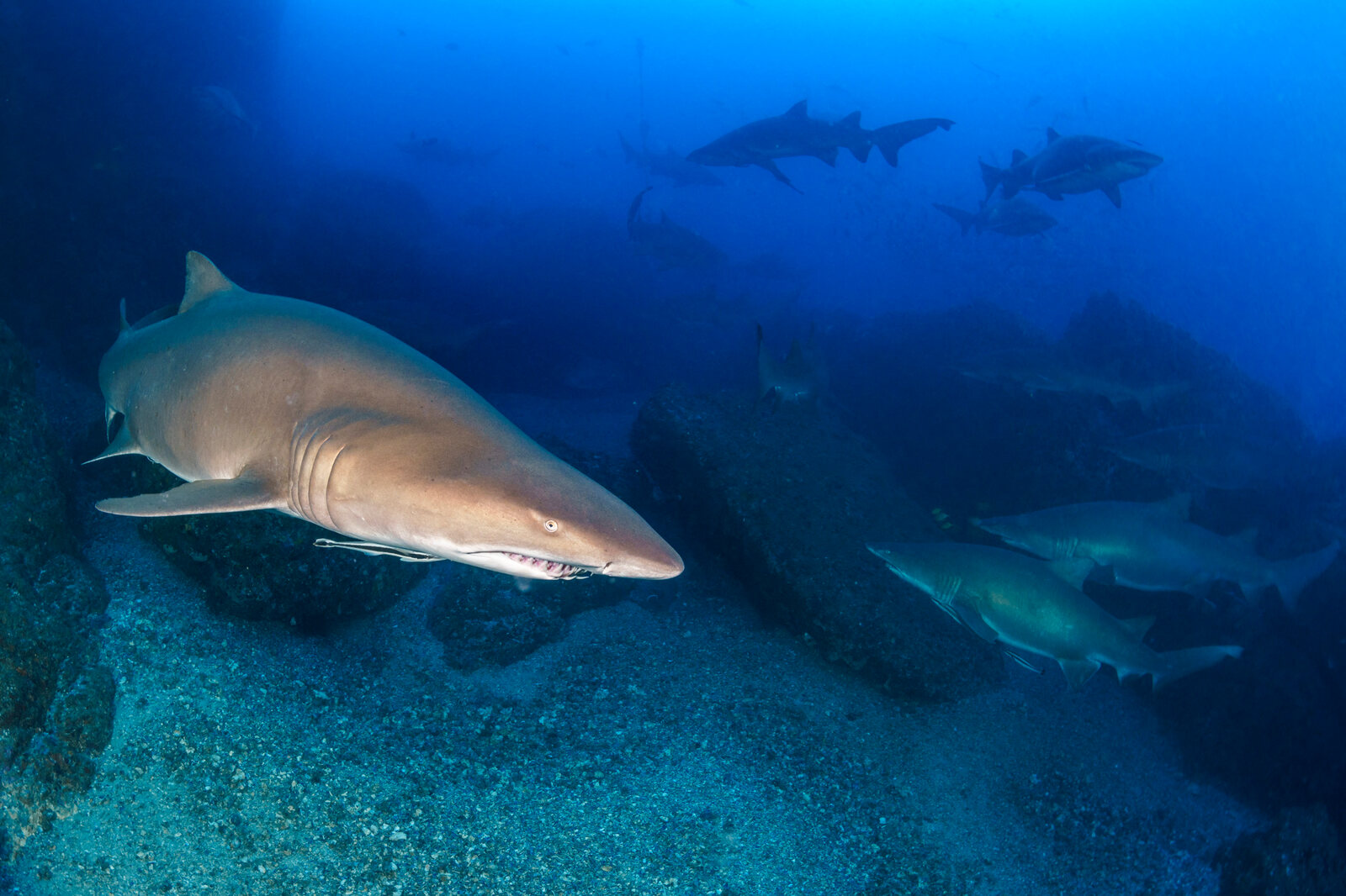 A grey nurse shark swims close past the camera, with more sharks behind it, at Wolf Rock, Queensland