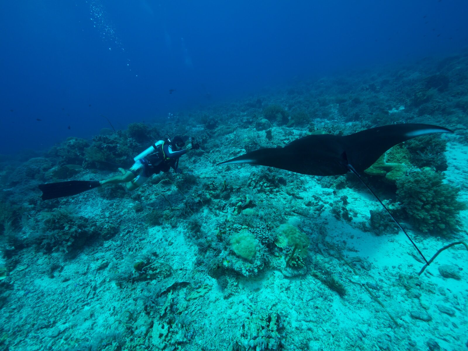 A dark-colored manta ray swims past a diver at Tubbataha Reefs, Philippines