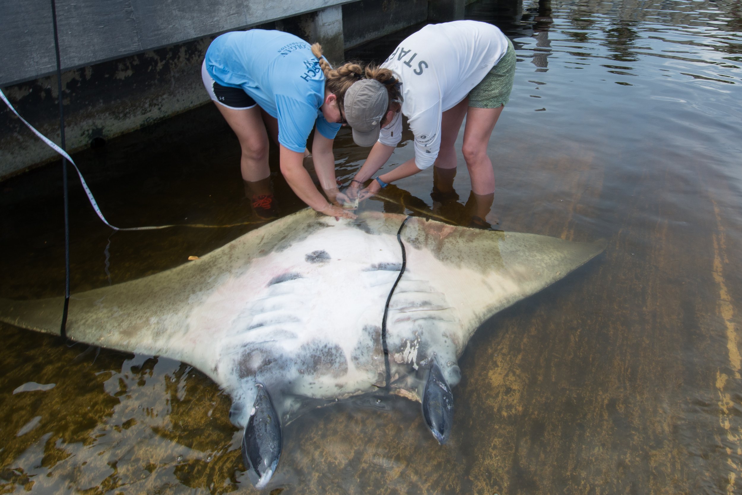 Jessica Pate and a colleague measure the manta ray that became the type specimen of the Atlantic manta ray