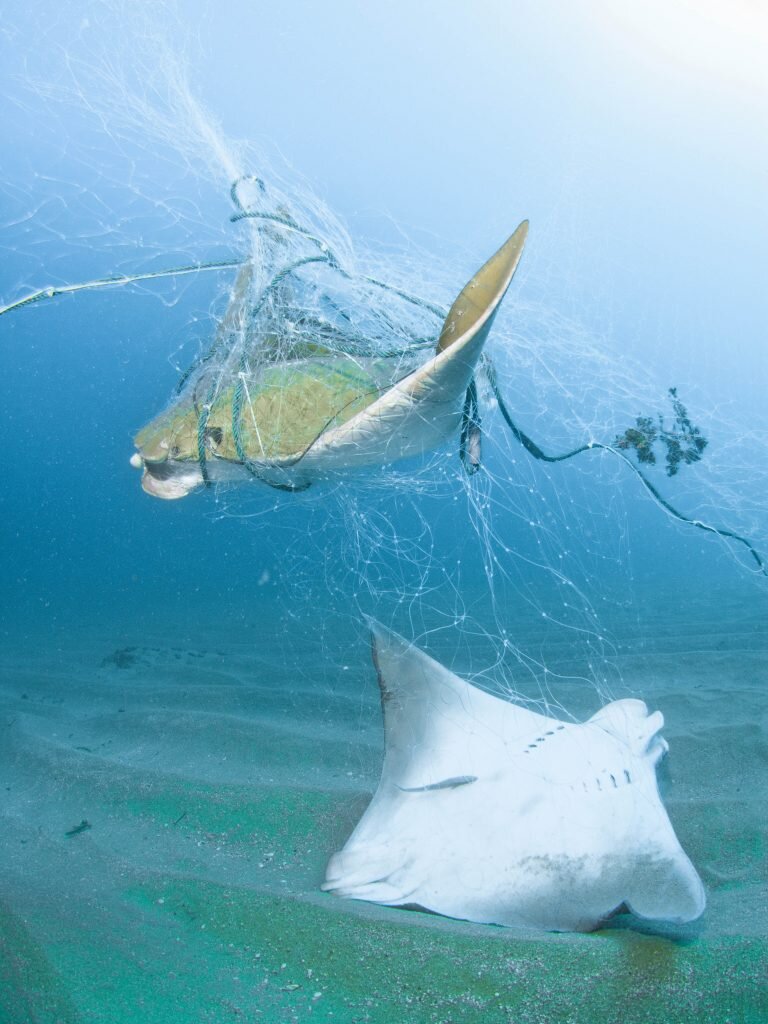 Cownose rays entangled in a gill net – the indiscriminate nature of gill nets poses a major threat to many marine species. Image credit: Daan van Duinkerken