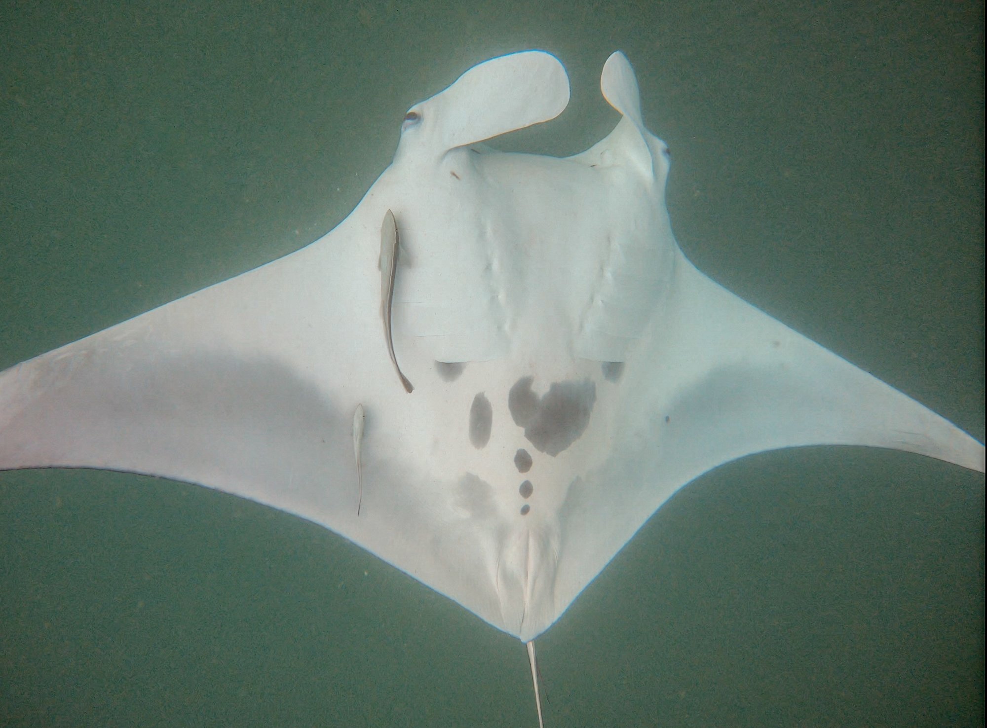 Valentina the manta ray