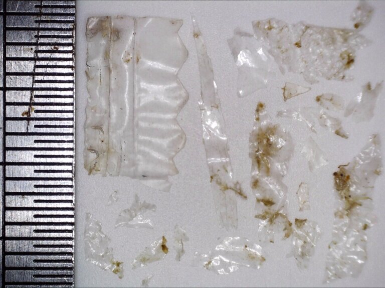 An example of soft and clear microplastic samples
