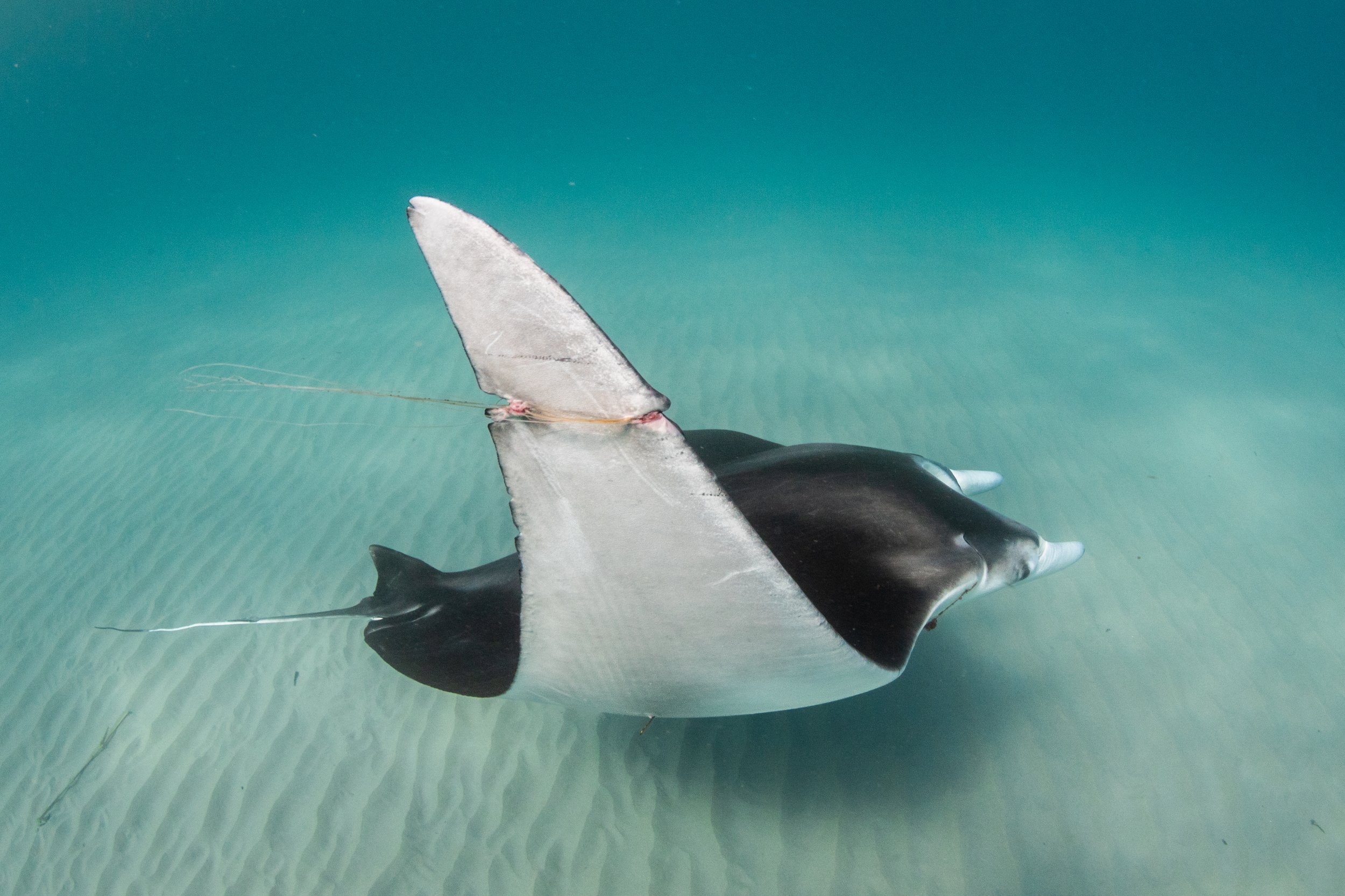 A young manta ray with fishing line wrapped tightly around its pectoral fin