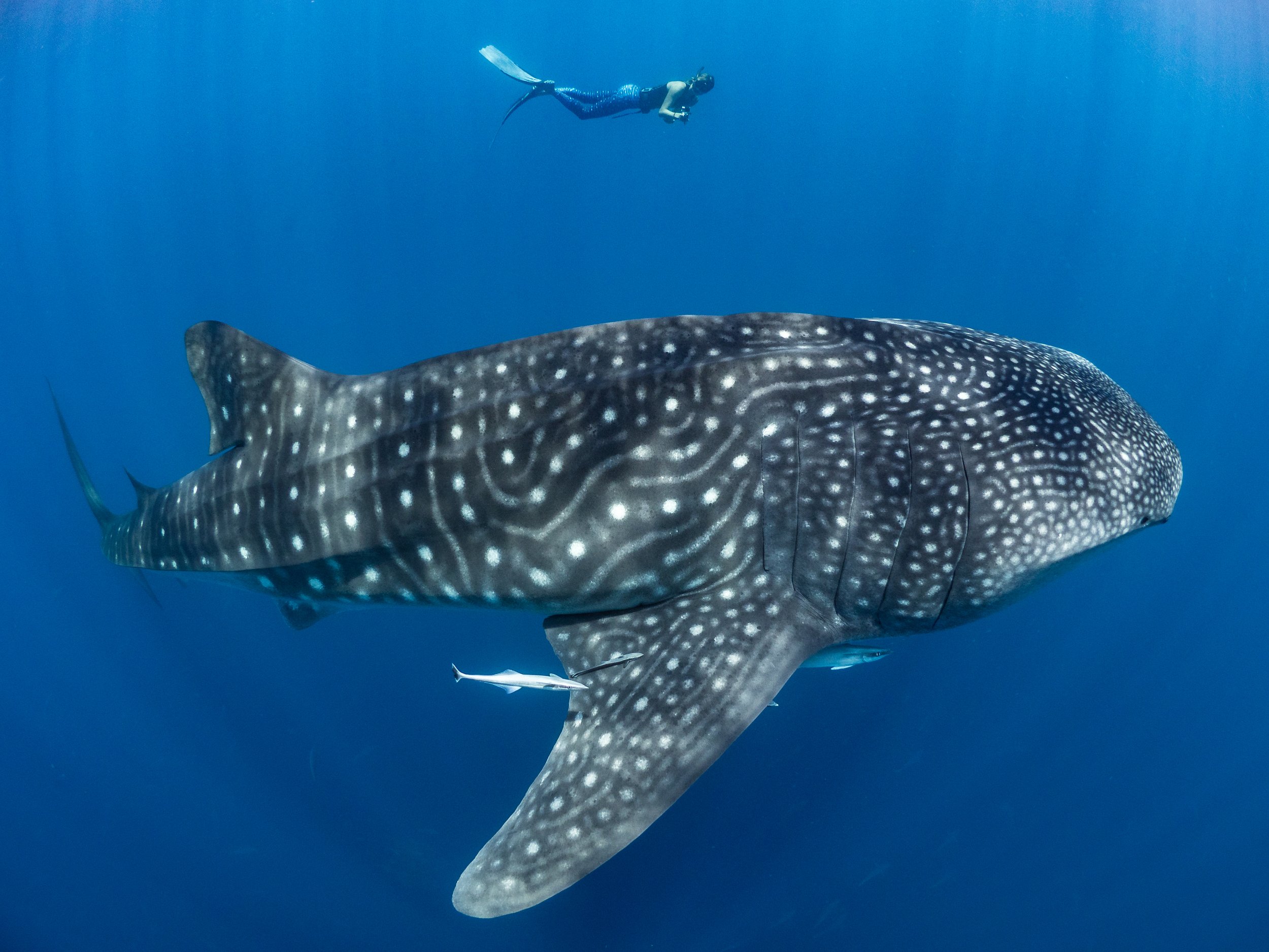 A young whale shark swims below a freediver in clear blue water