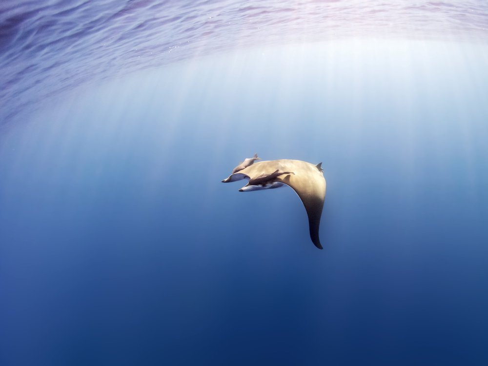 A sicklefin devil ray in open water