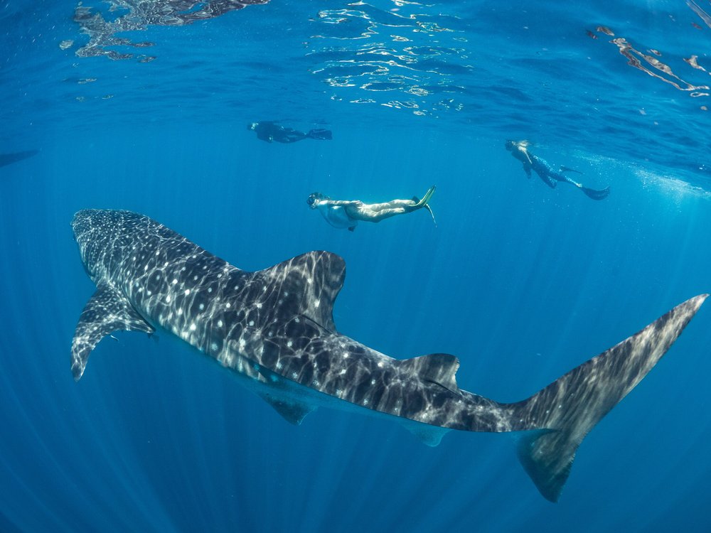 Indian Ocean Tuna Fleets Urged to Release Whale Sharks