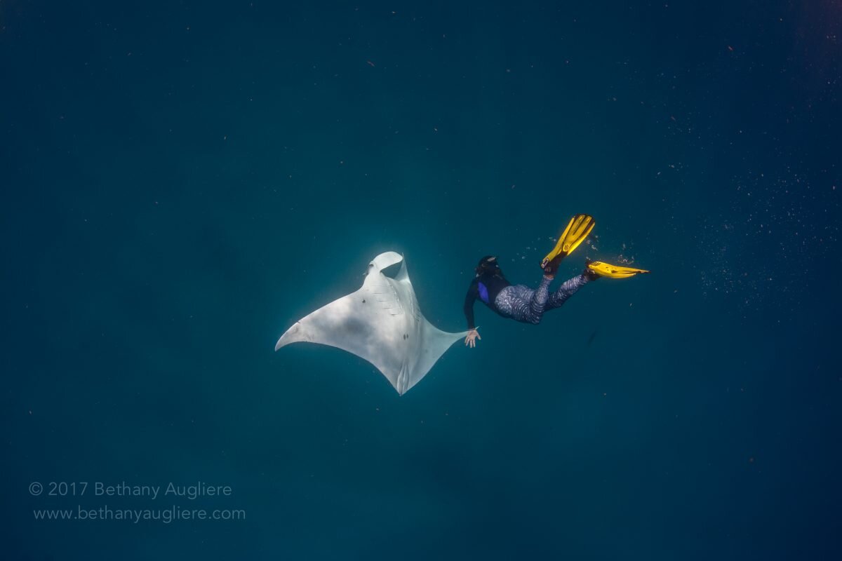 A juvenile manta ray with MMF project manager / field researcher, Jessica Pate, in south Florida