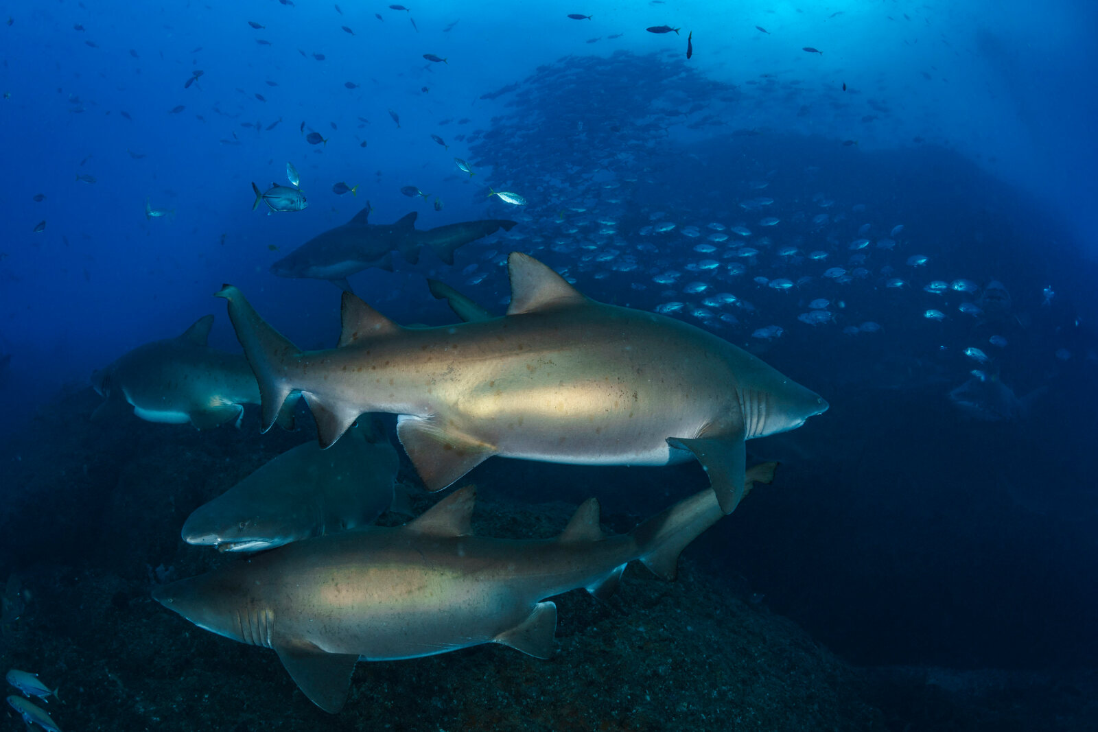Grey nurse sharks swim together beside a school of fish at Wolf Rock, Queensland