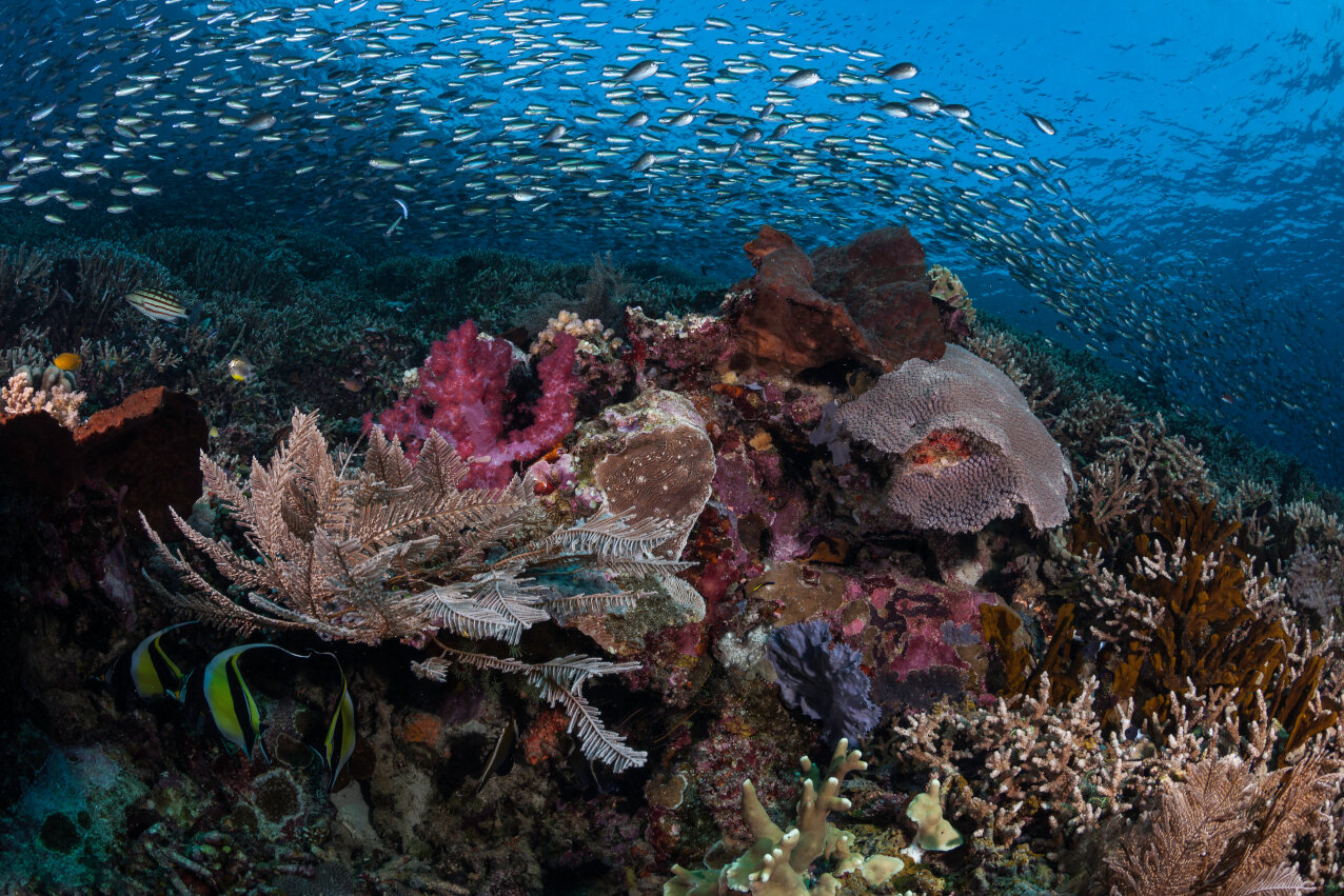 Debbie-Arriaga-Komodo-Underwater-10.jpg