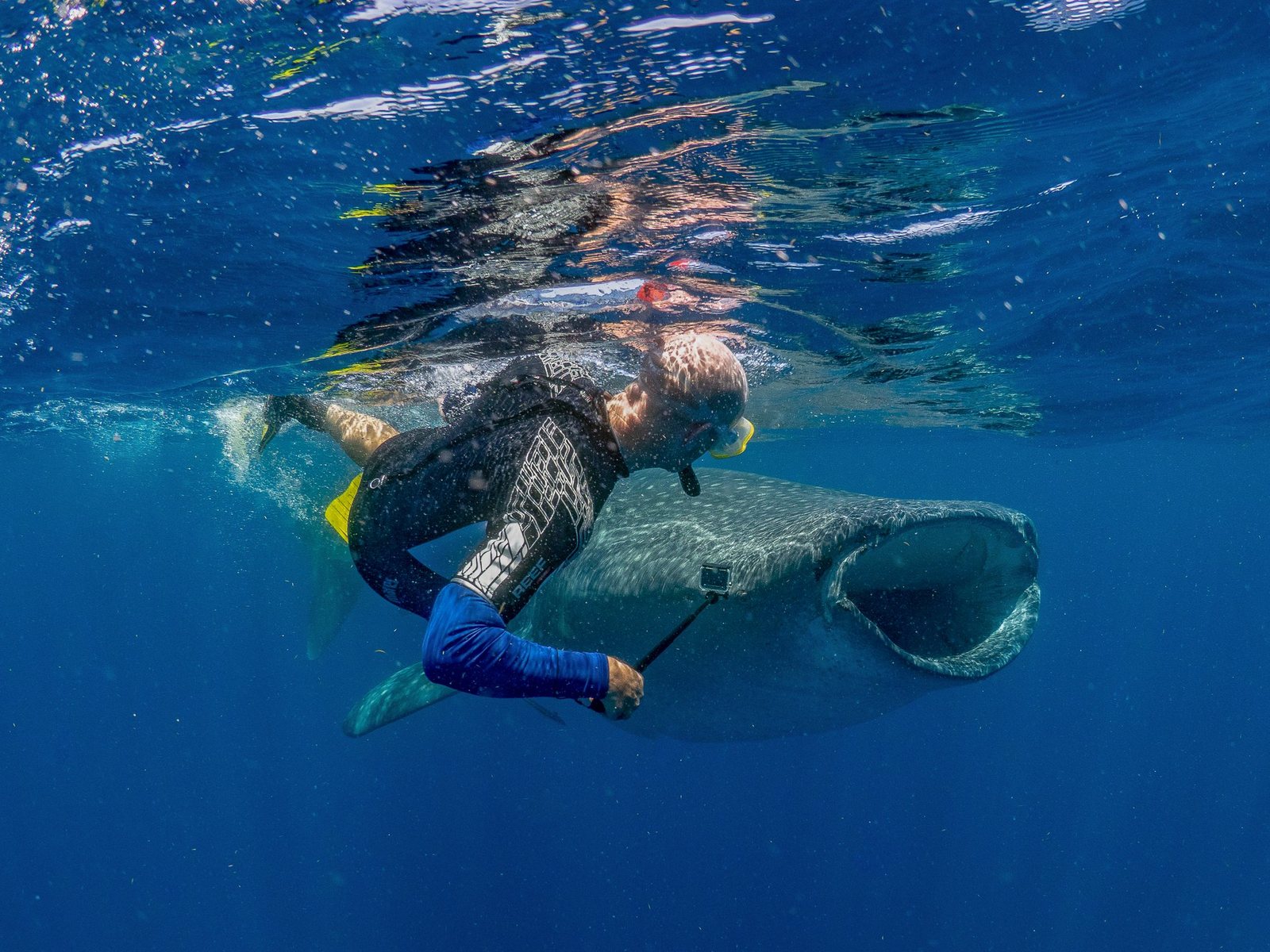 A snorkeler swims beside a whale shark feeding at the surface in the Mexican Caribbean