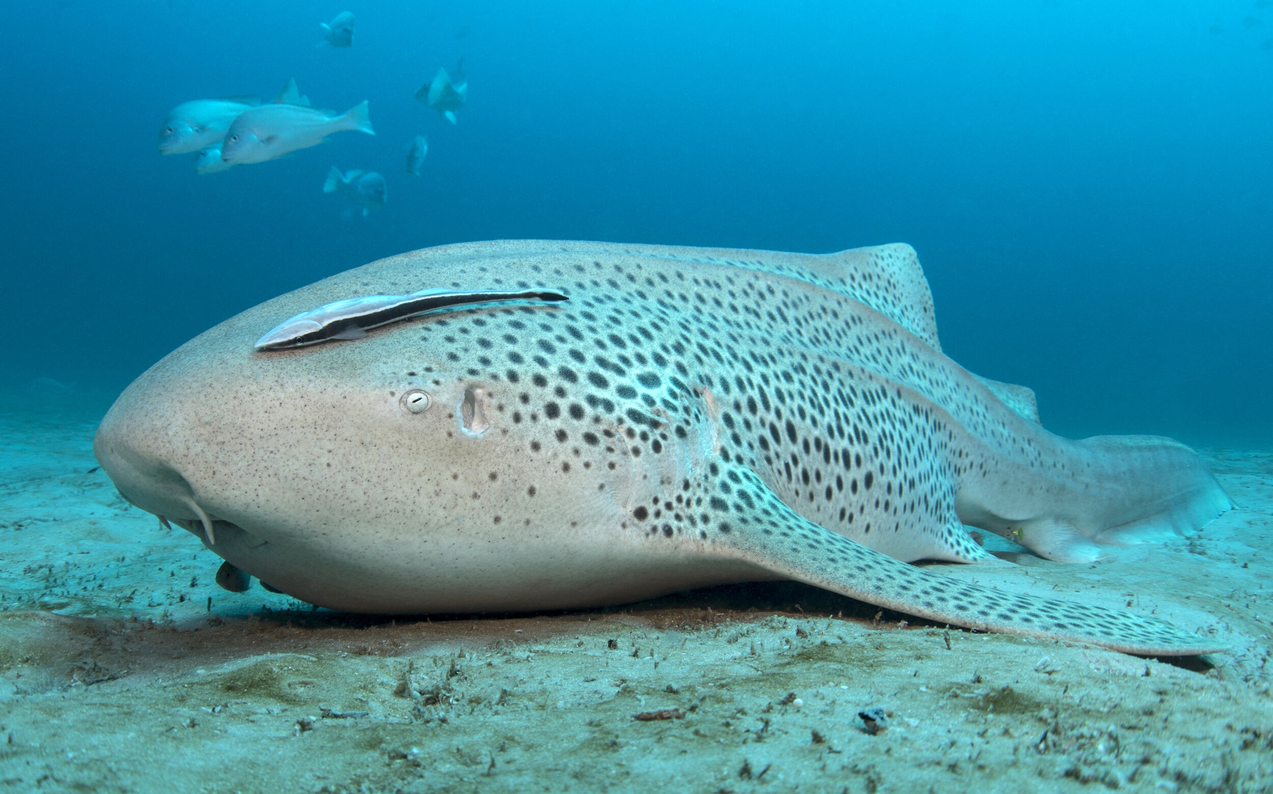 A female leopard shark resting on the sand off Bazaruto Island, Mozambique